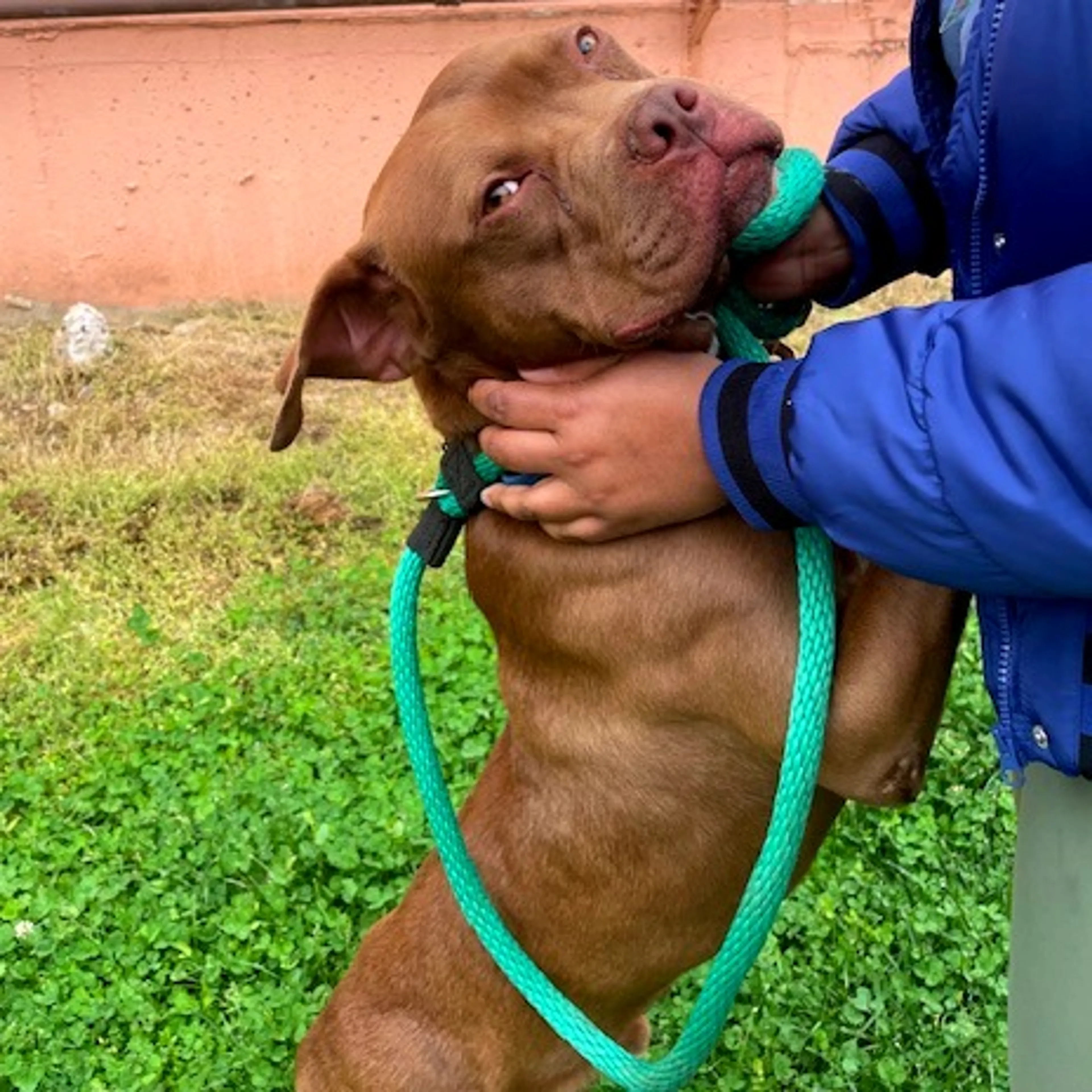 Found pet-12