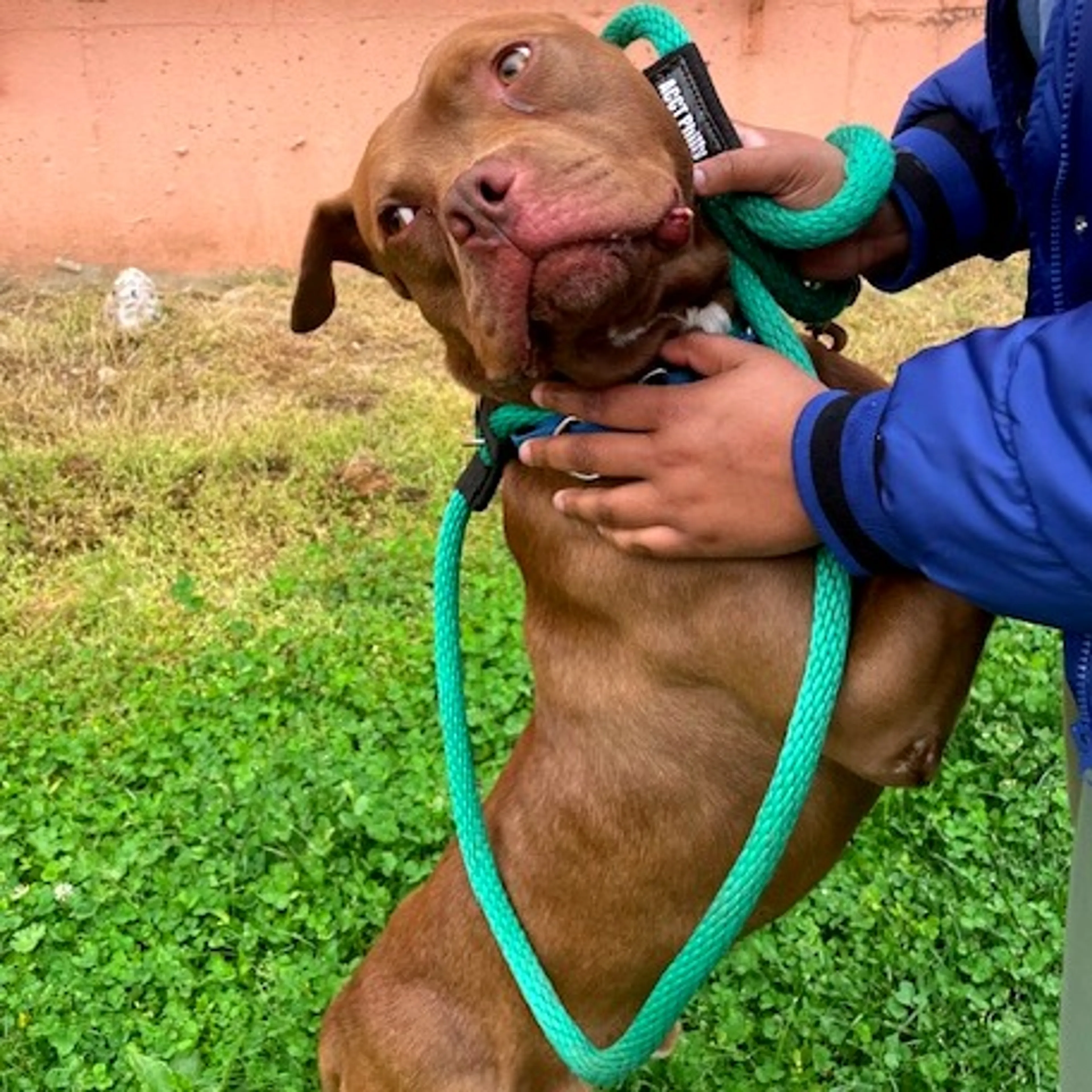 Found pet-11