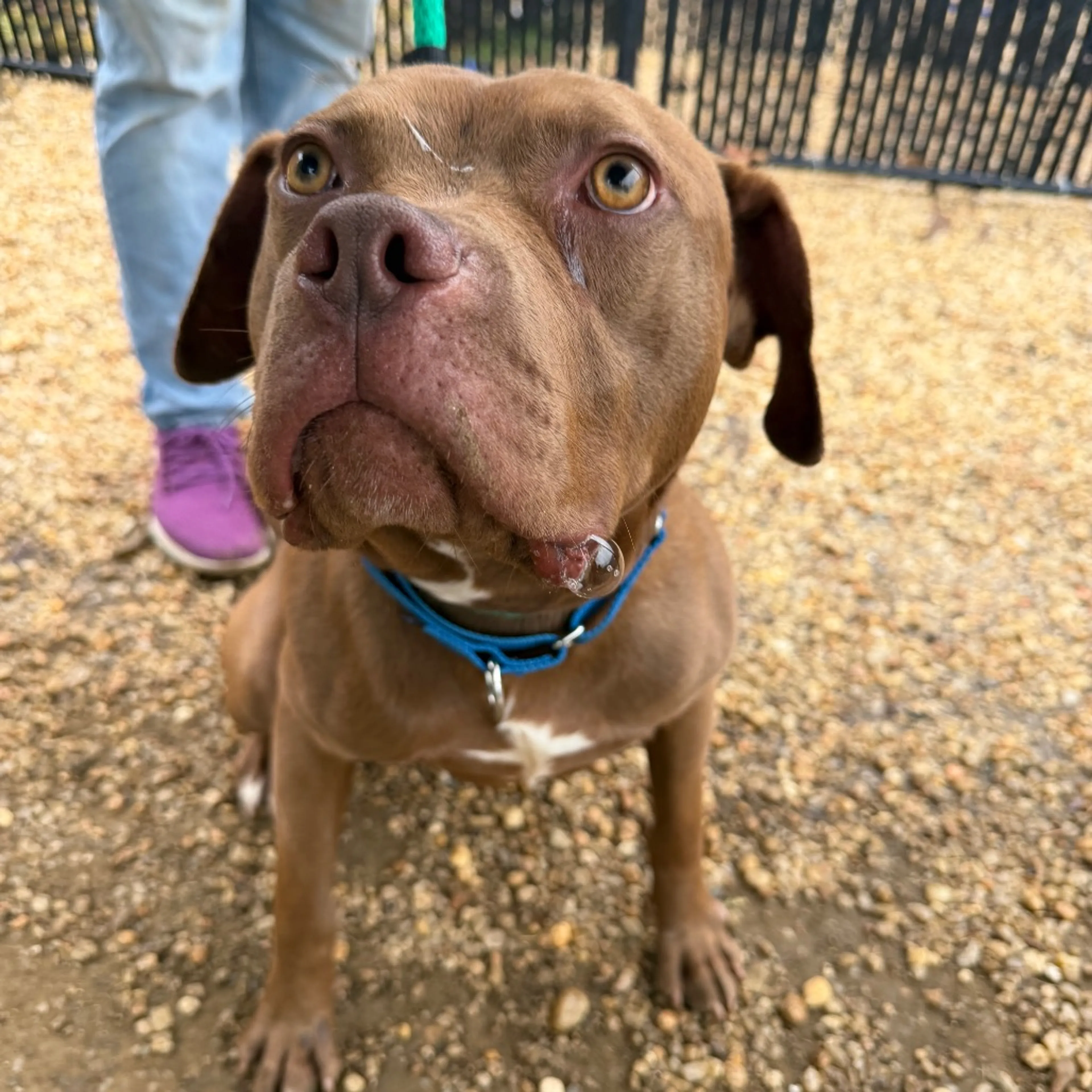 Found pet-26