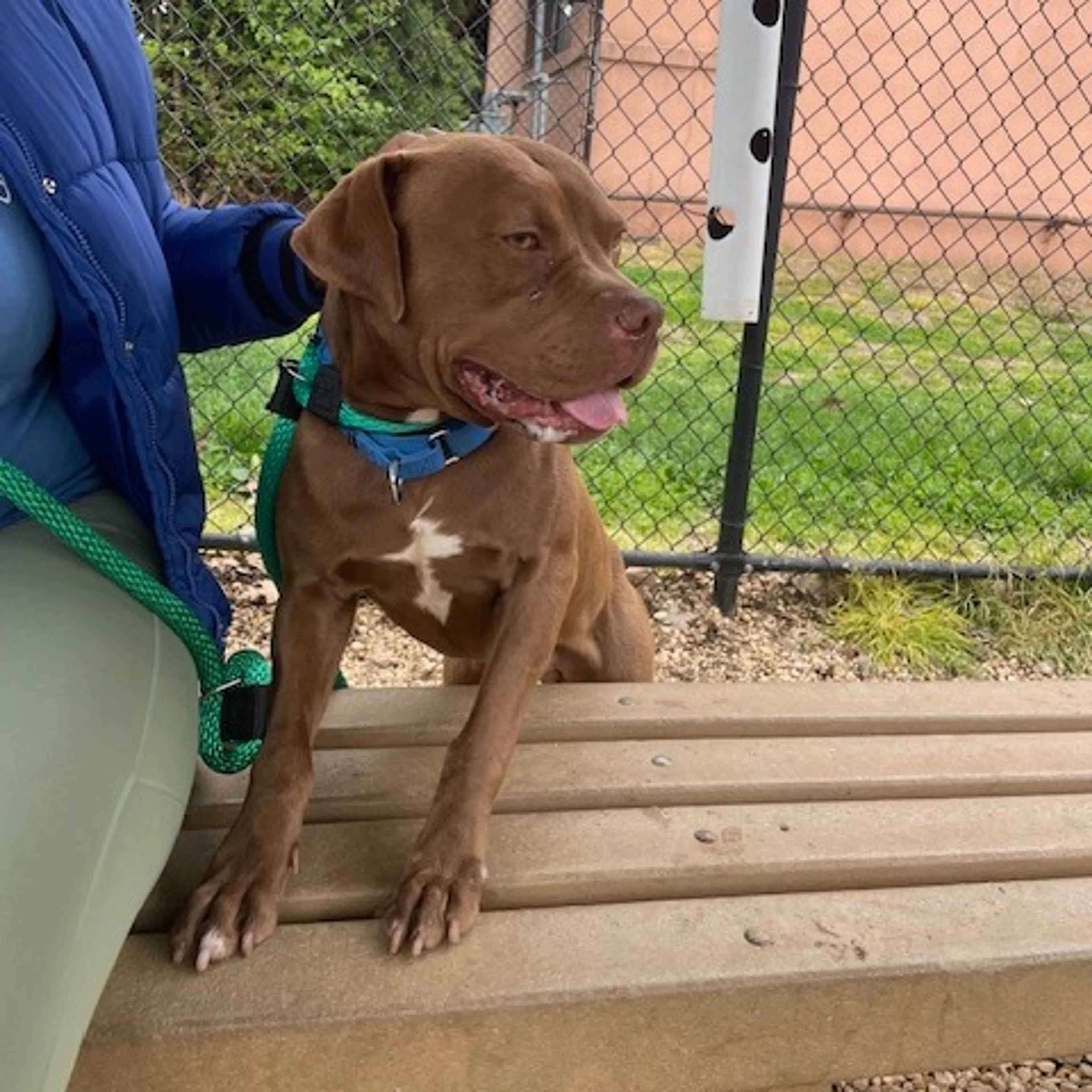 Found pet-14