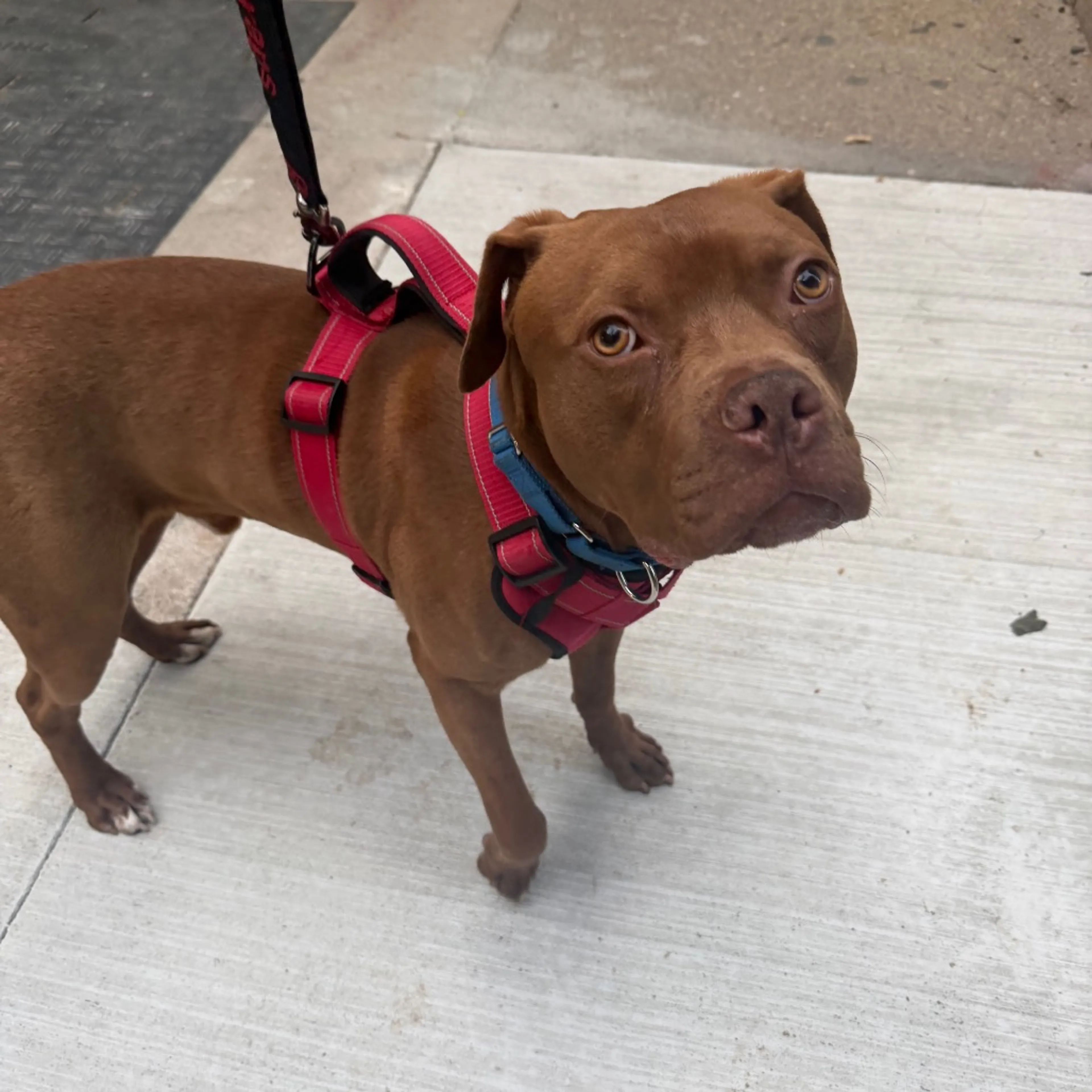 Found pet-33