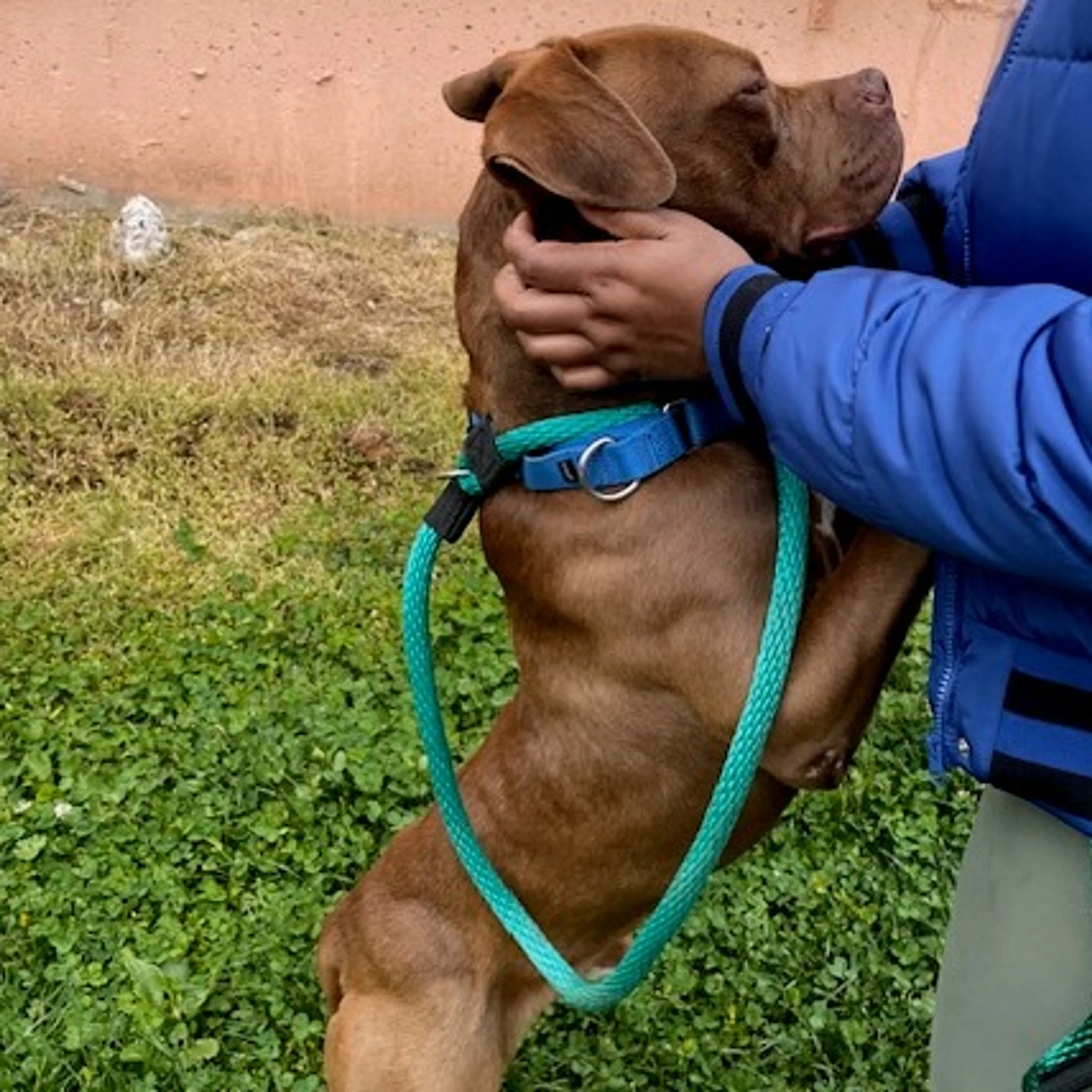 Found pet-10