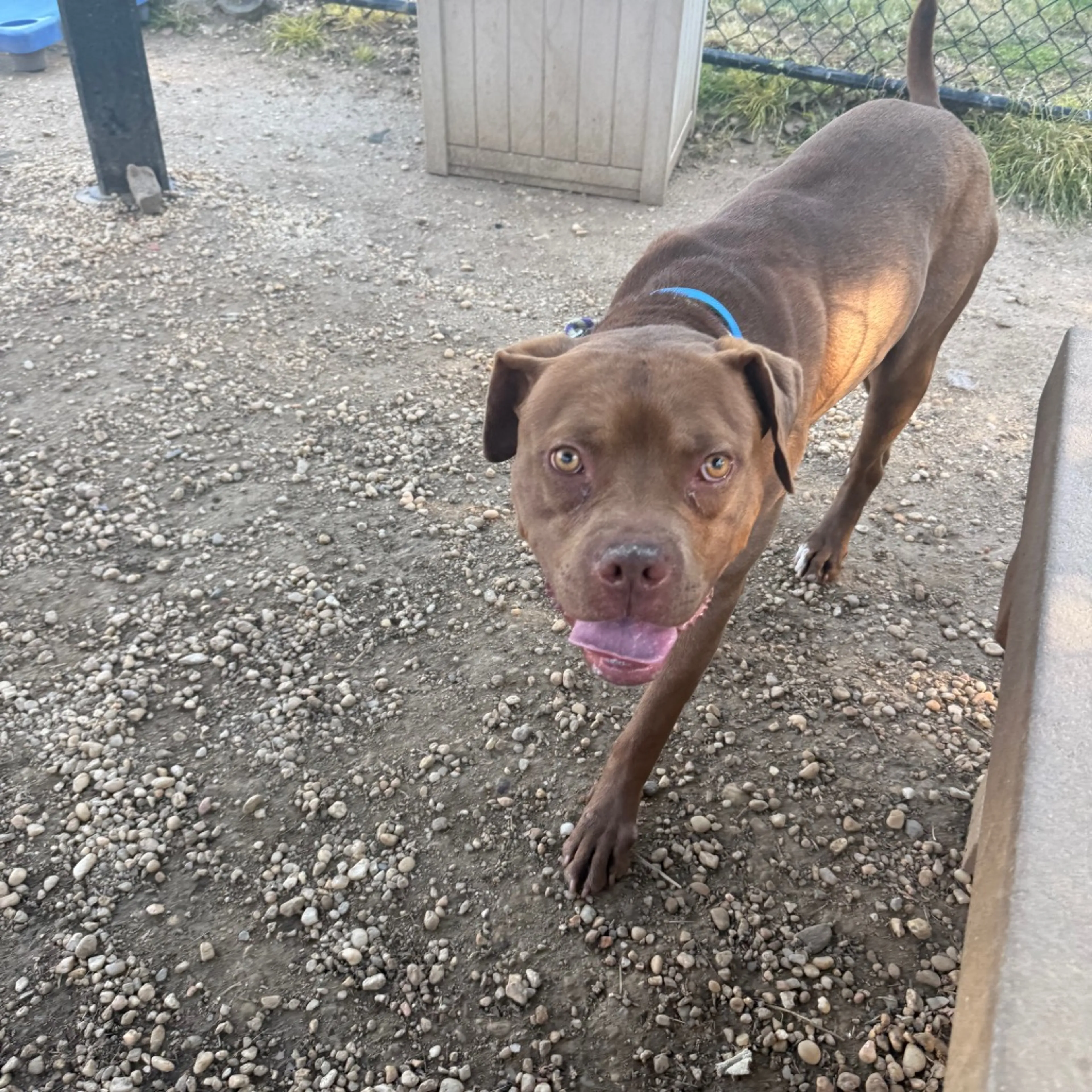 Found pet-5