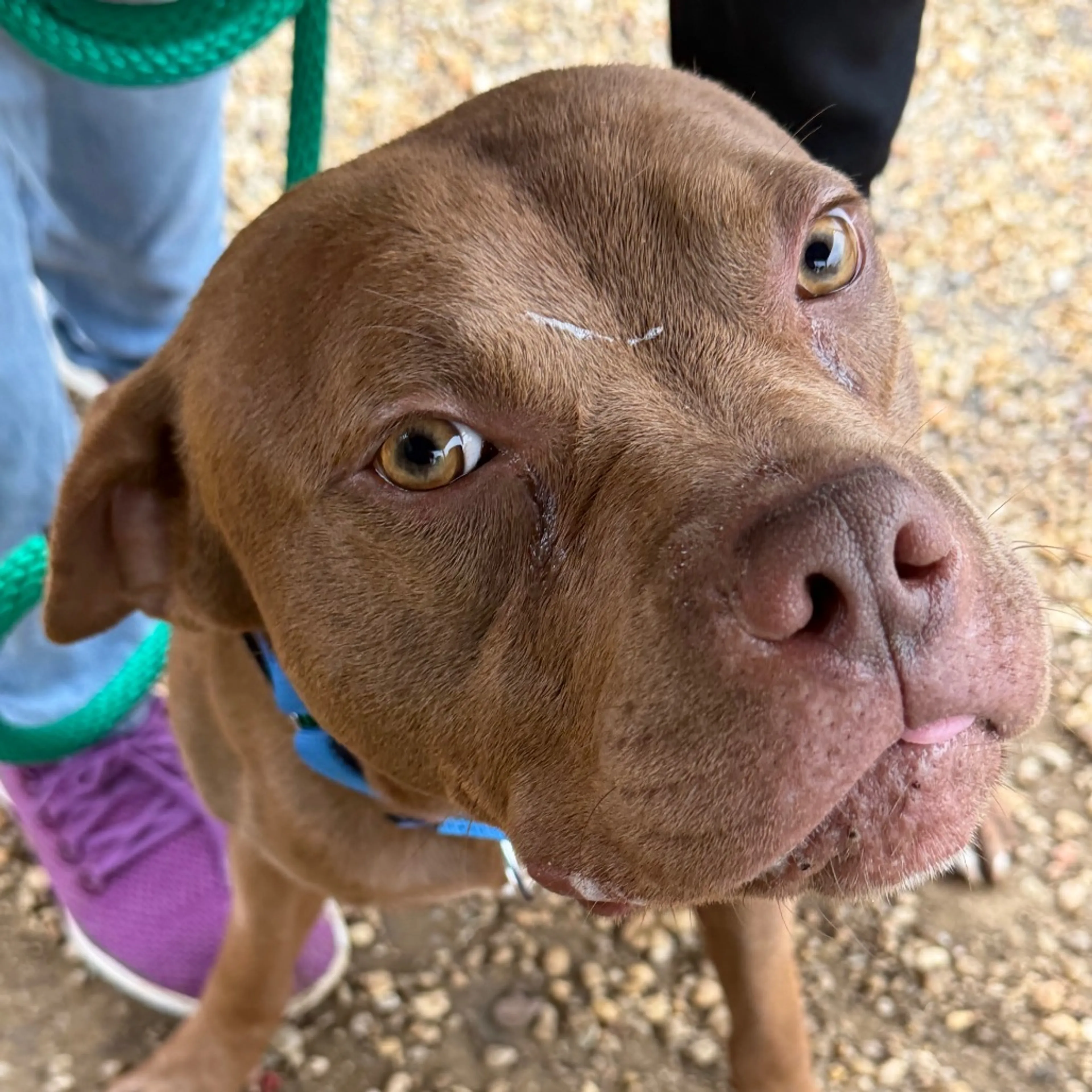 Found pet-28
