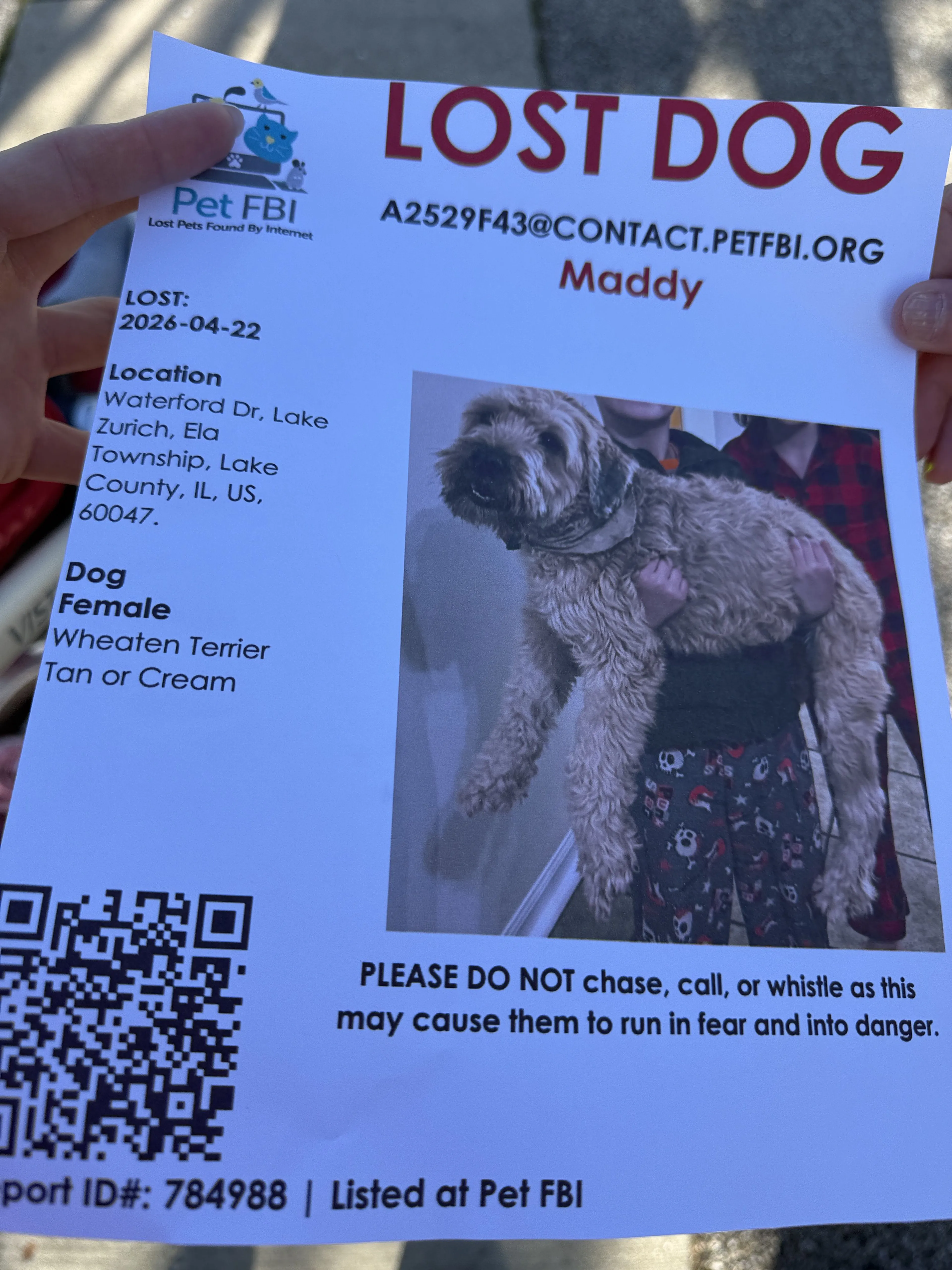 Lost pet