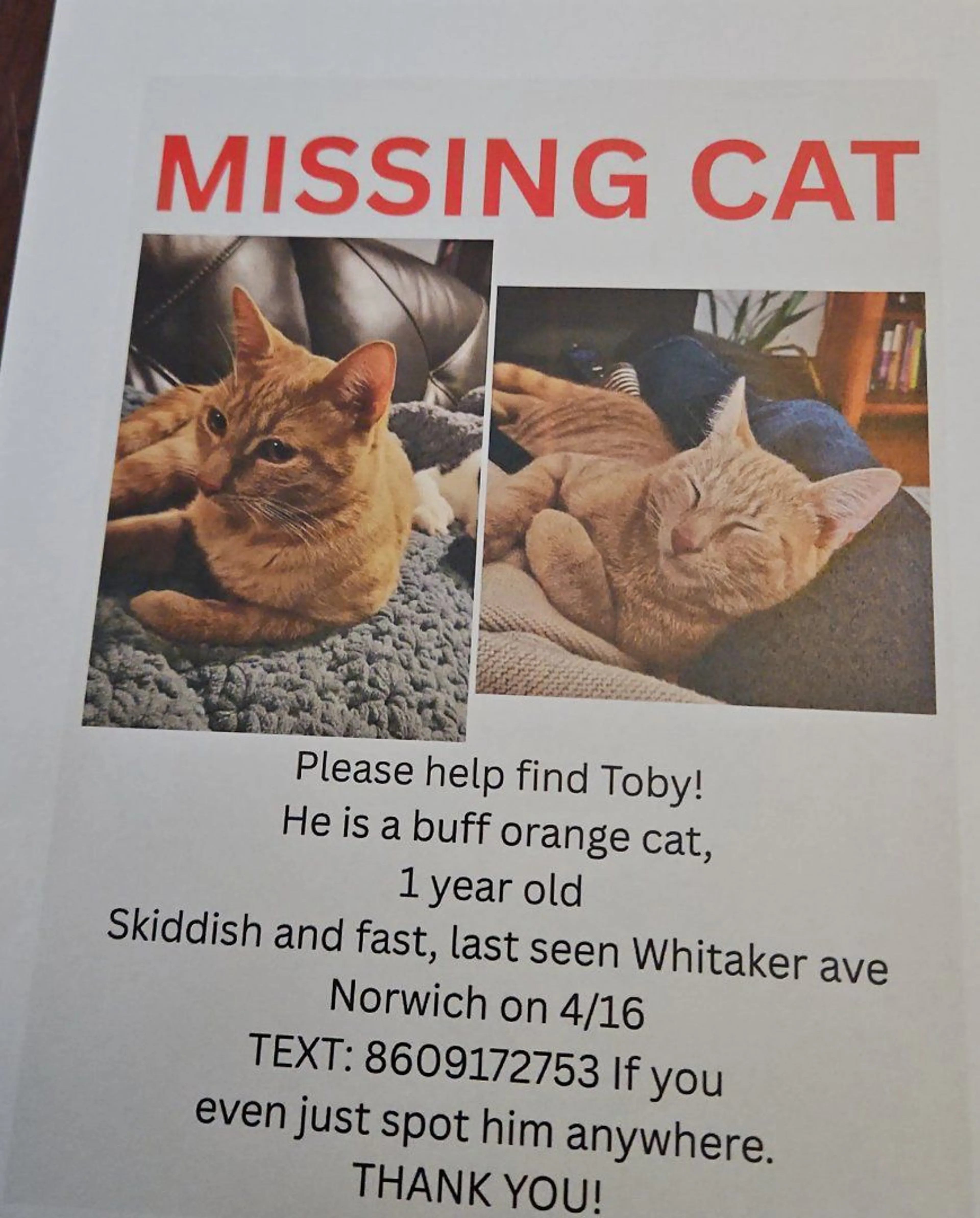 Lost pet