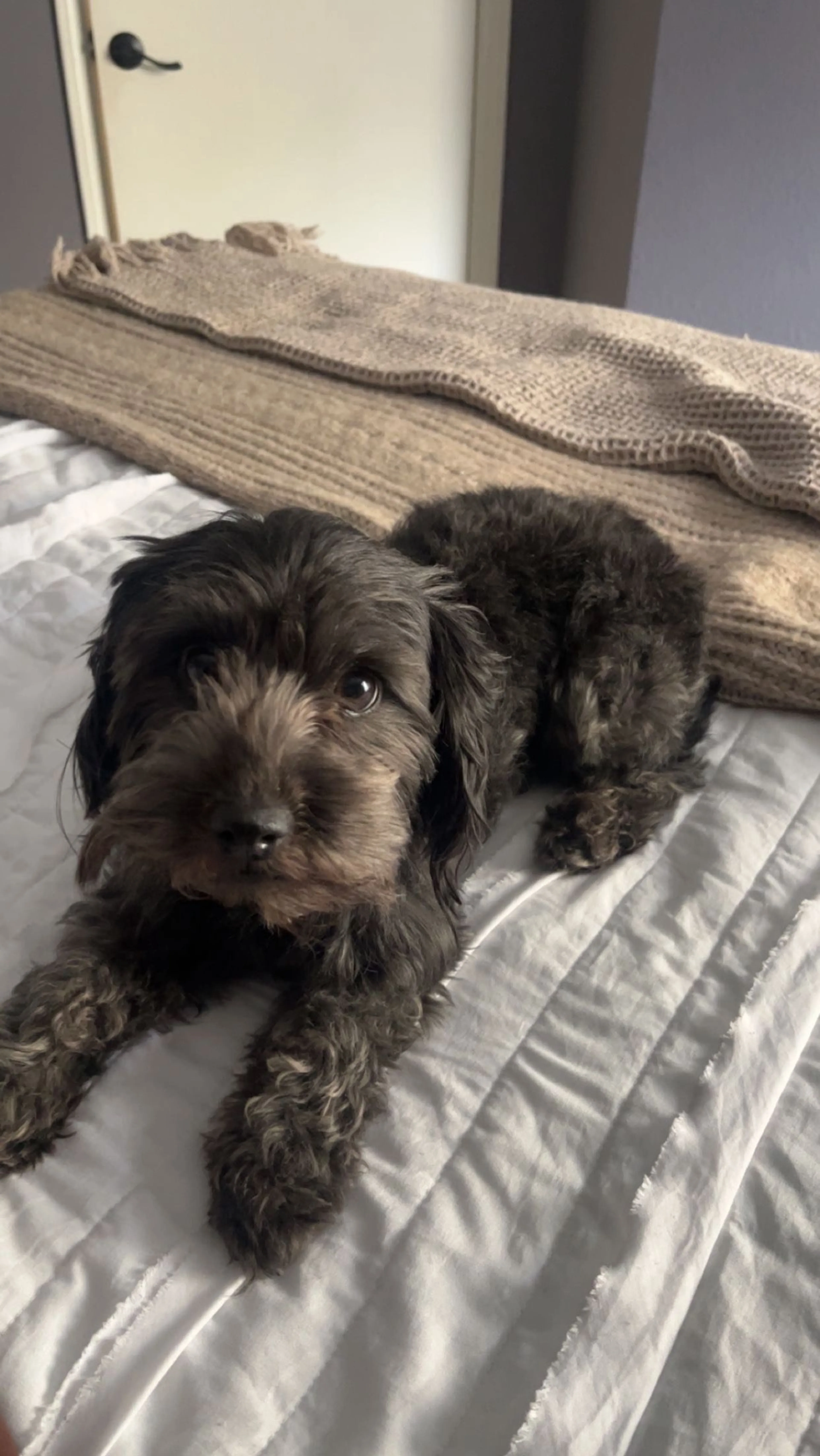 Lost pet