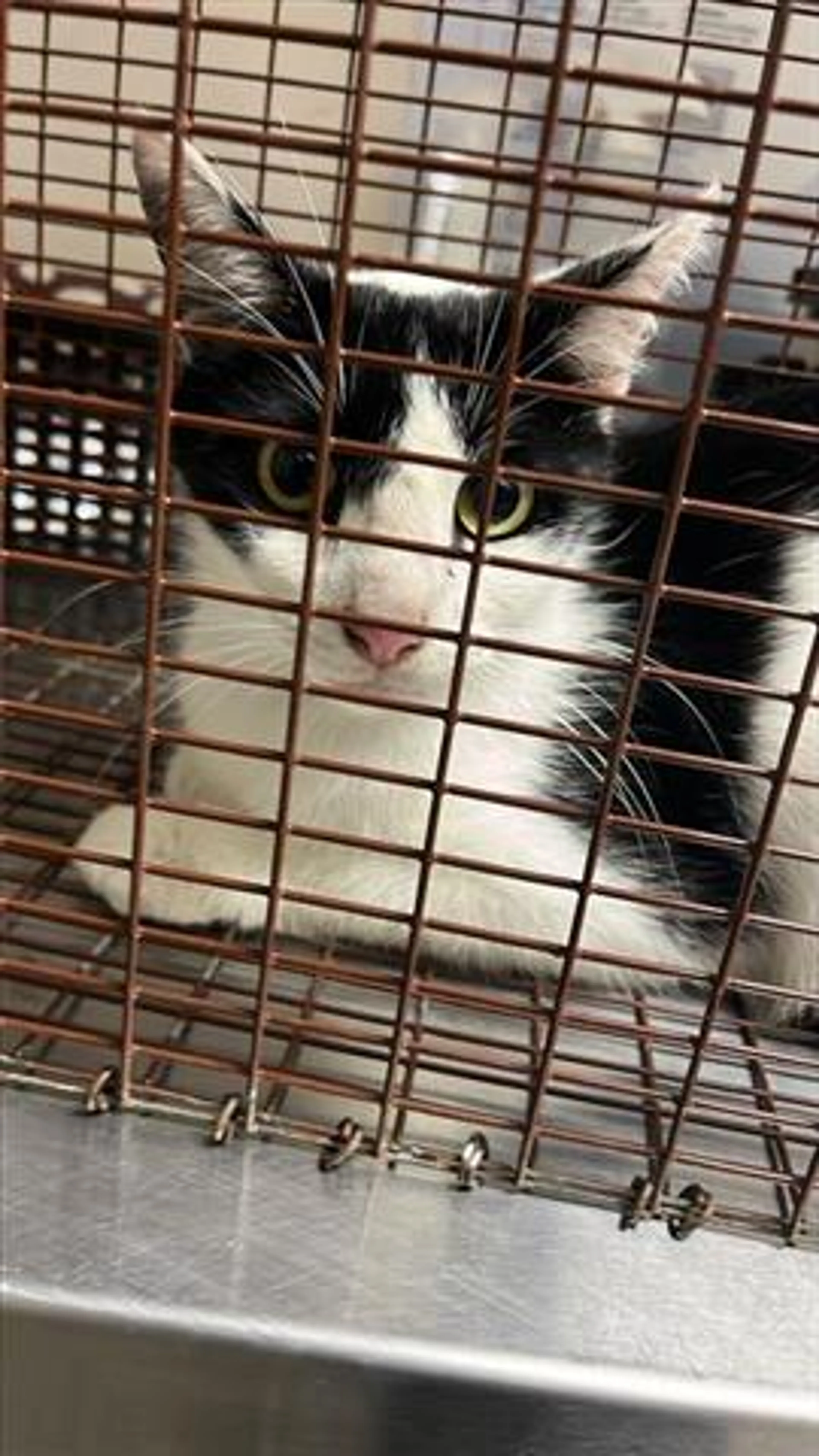 Found pet