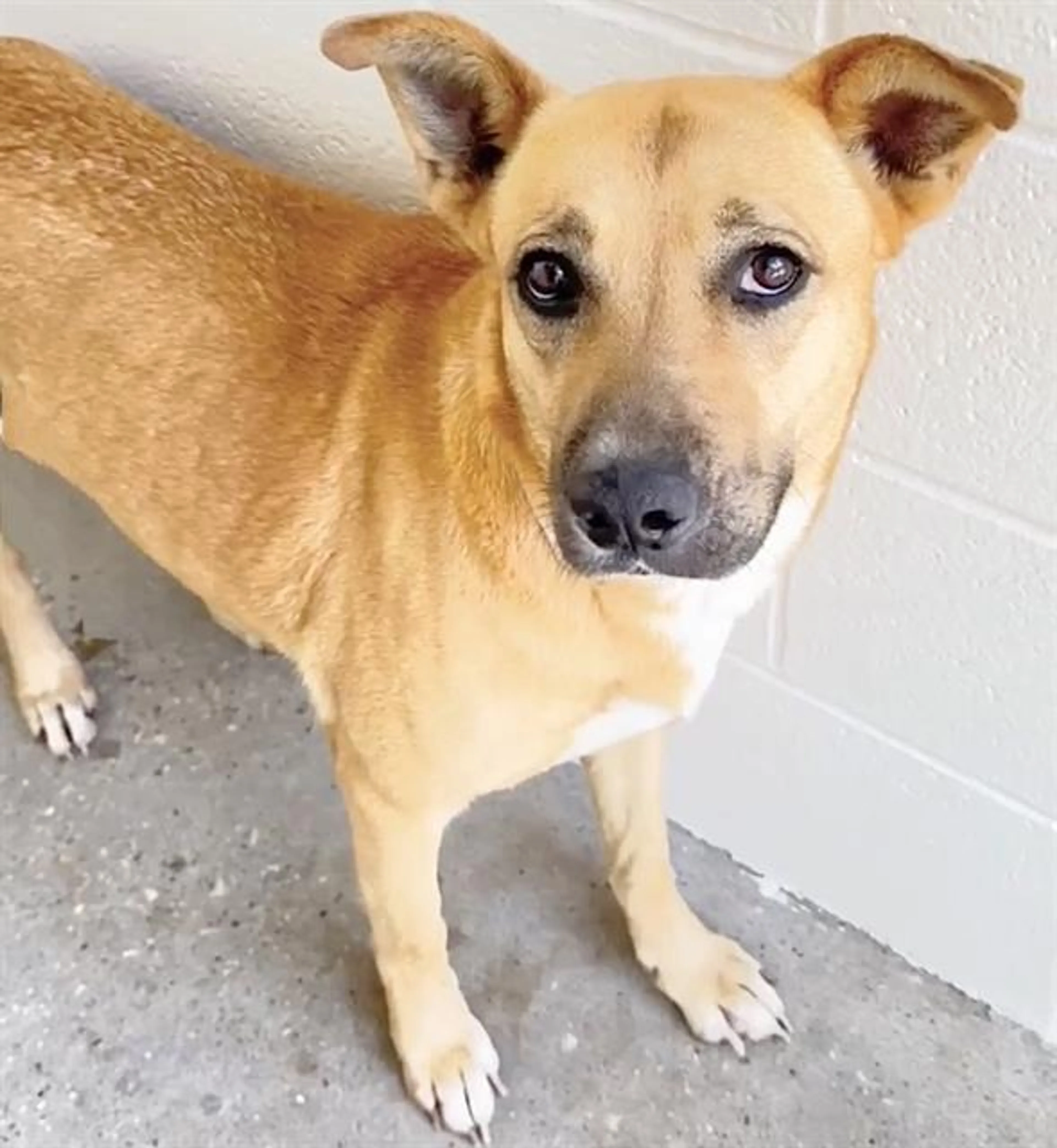 Found pet