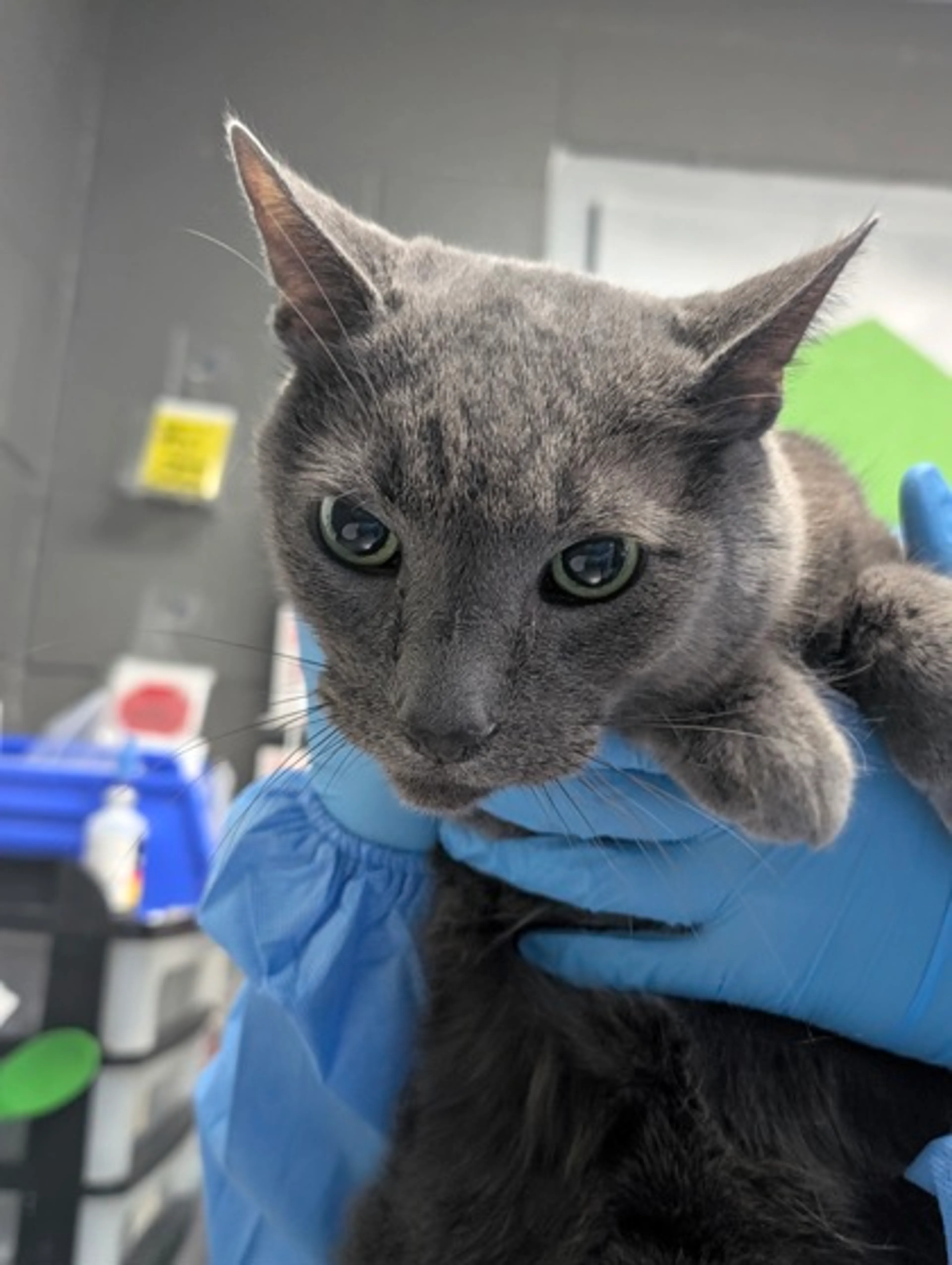 Found pet-1