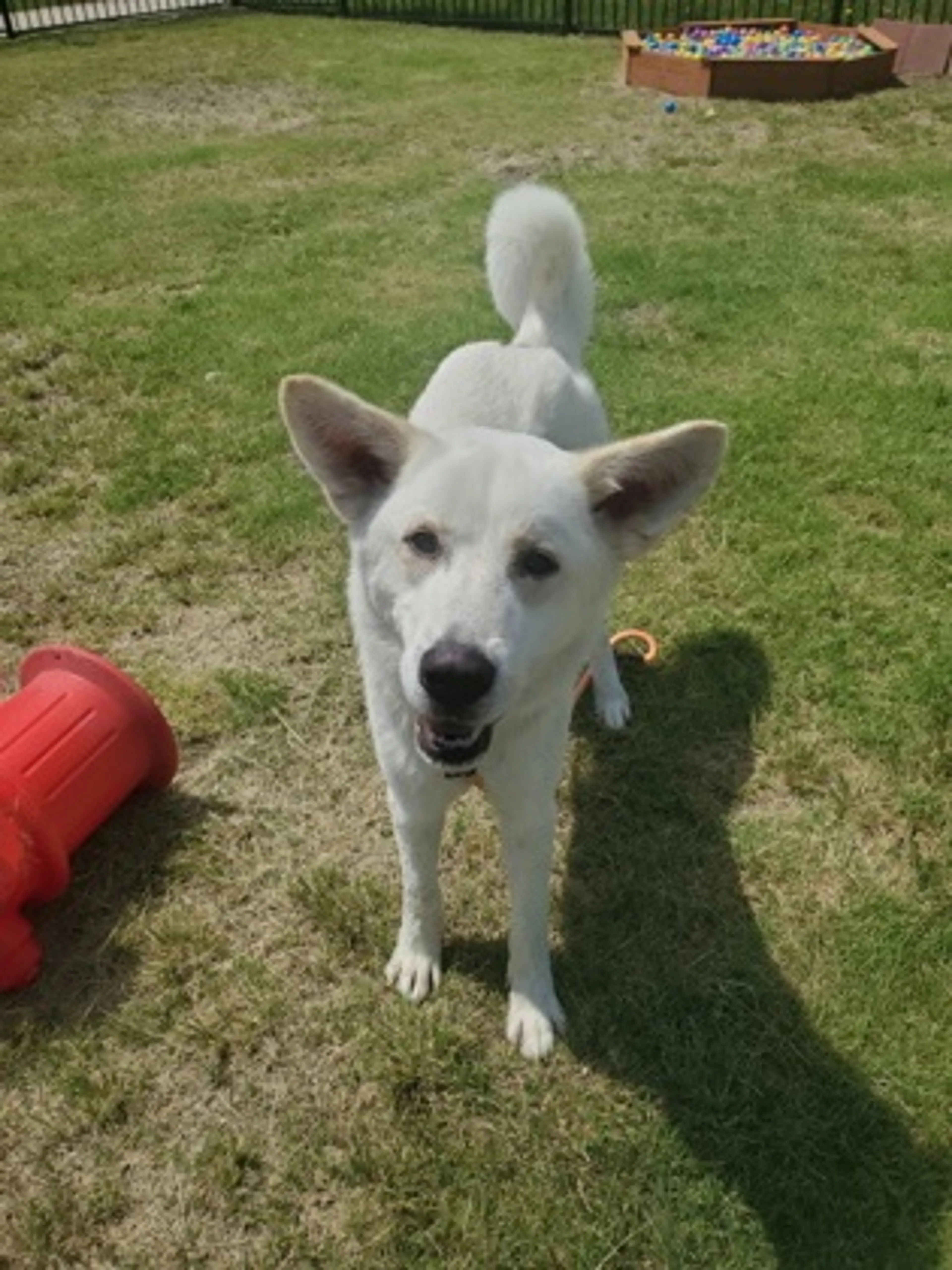 Found pet