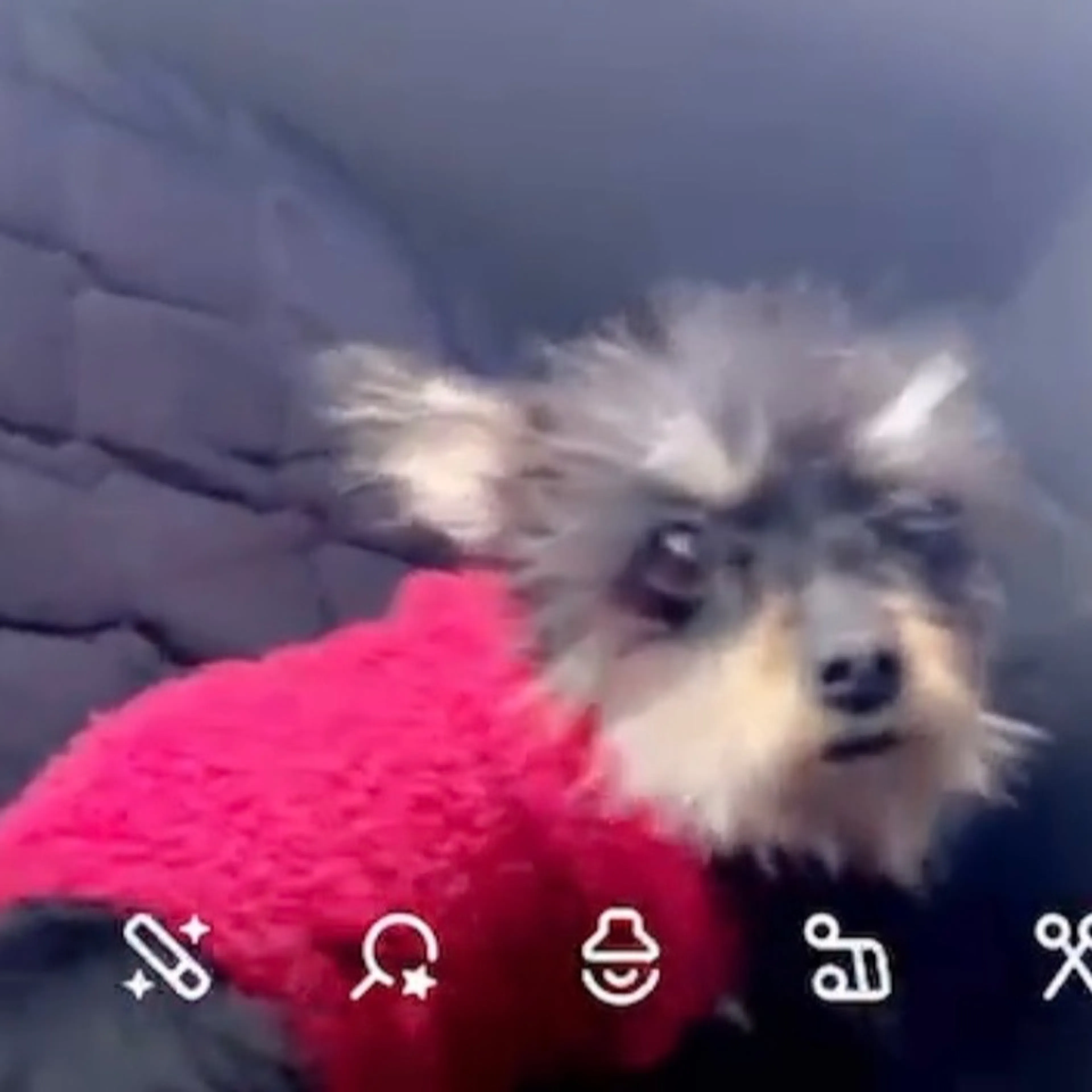 Lost pet