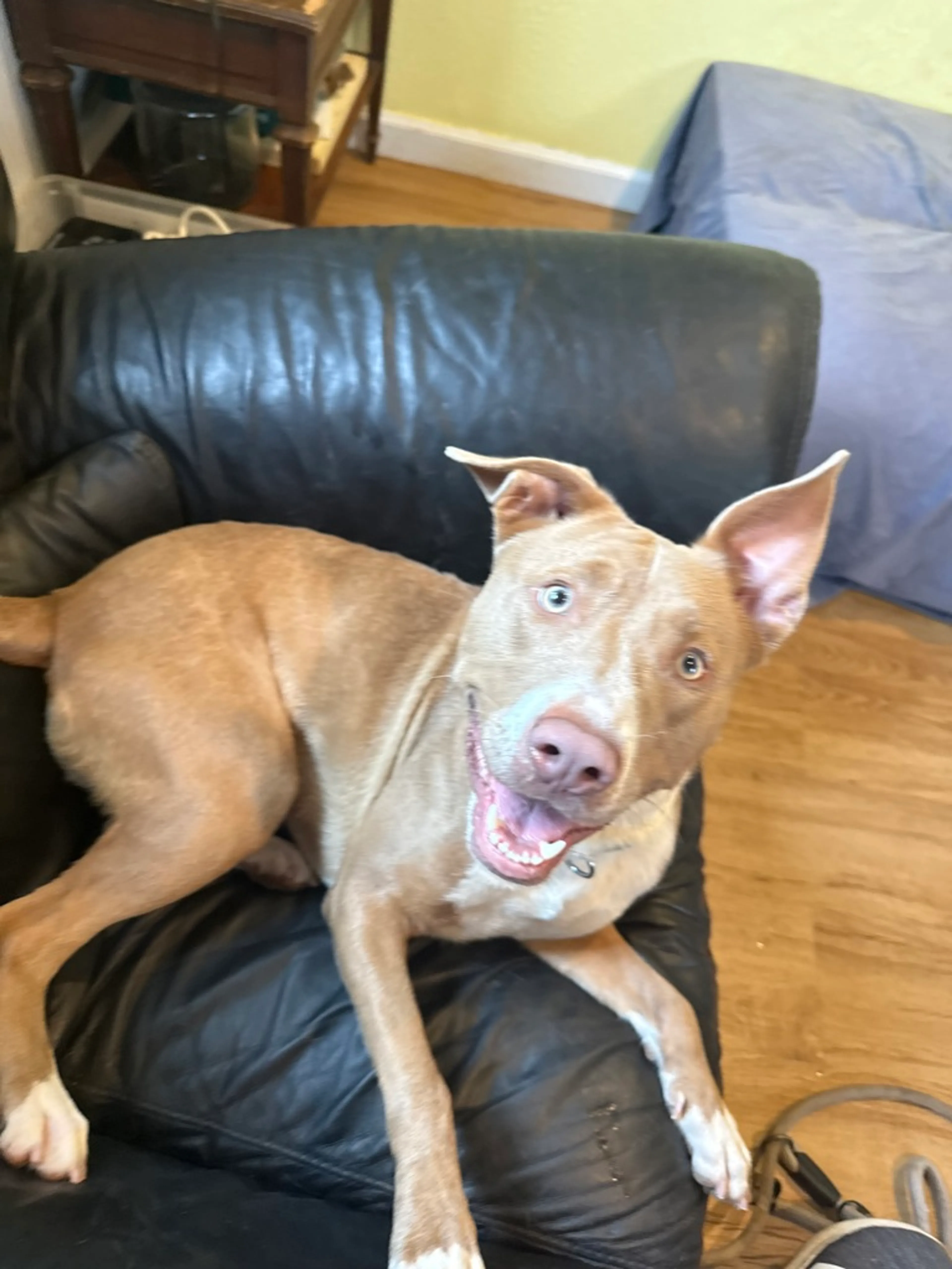 Found pet-6