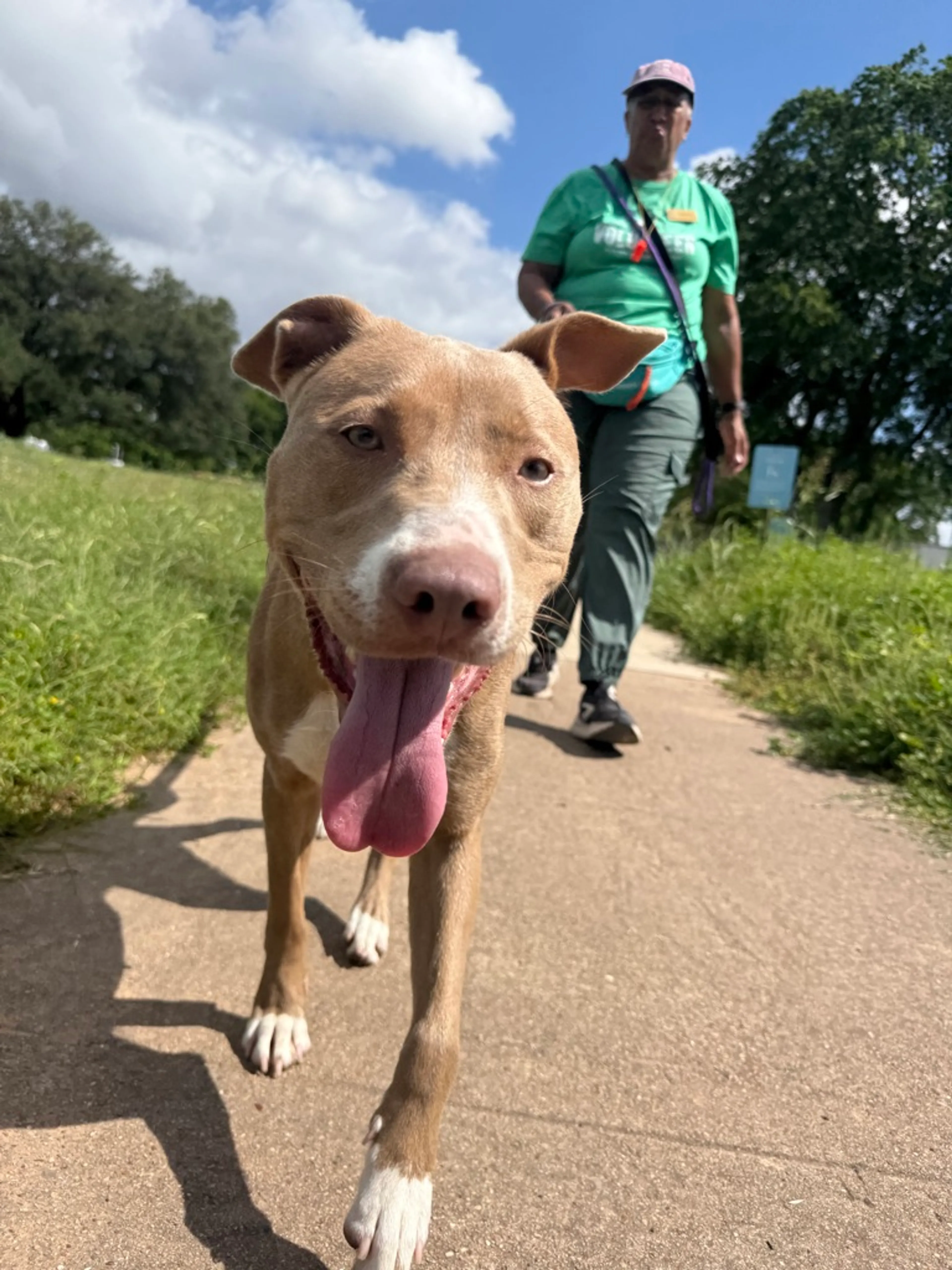 Found pet-2