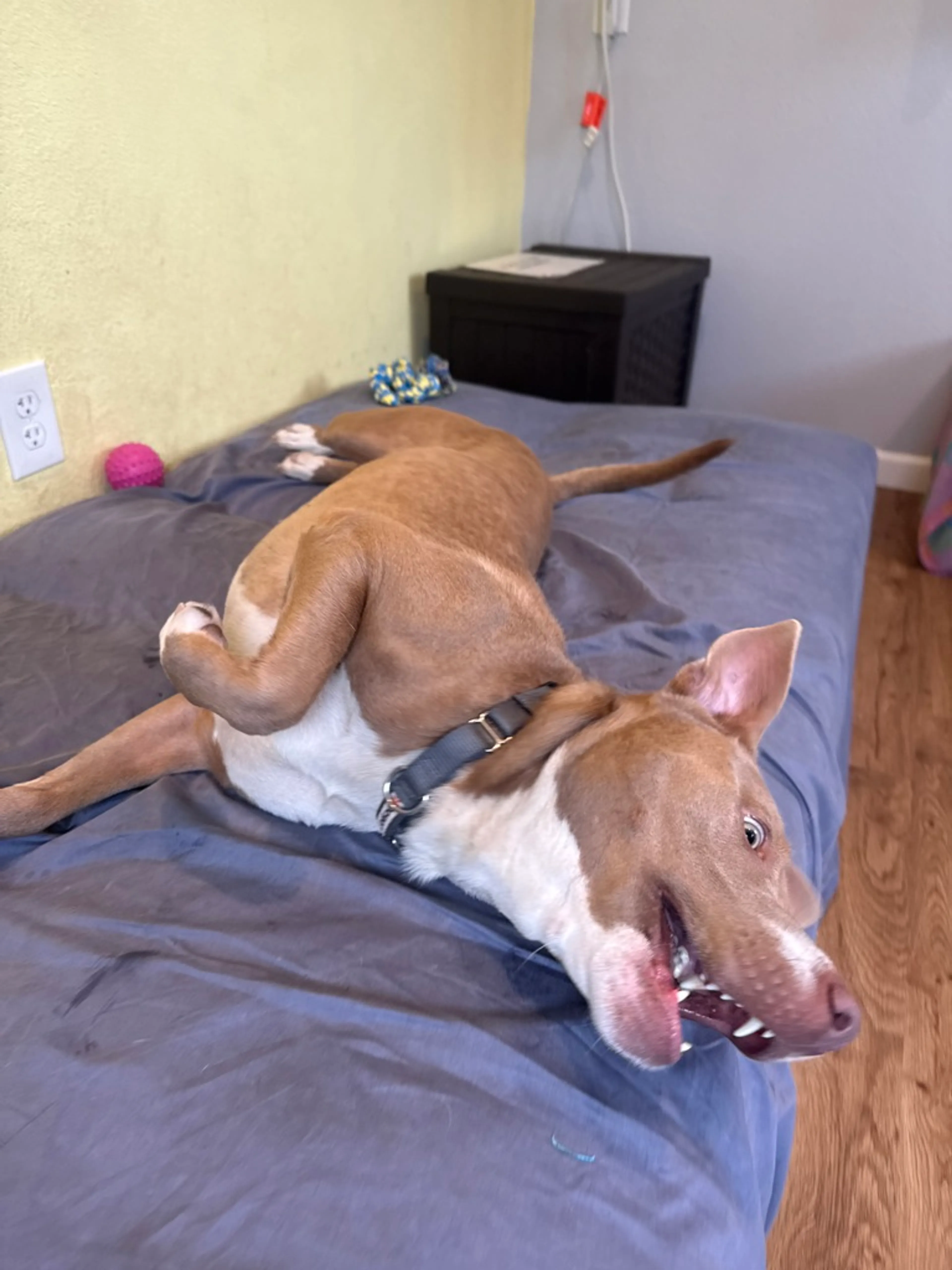 Found pet-11
