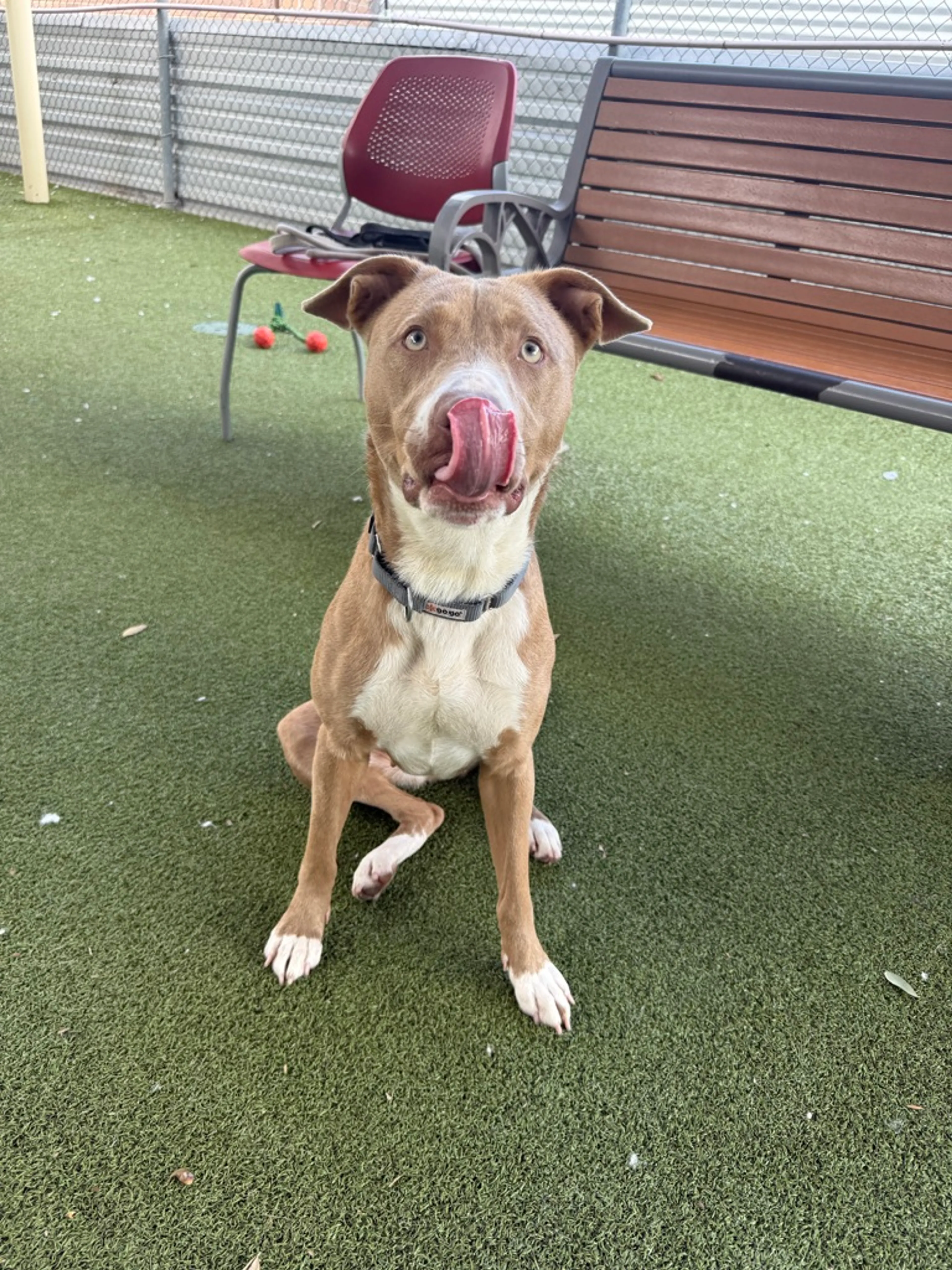 Found pet-1