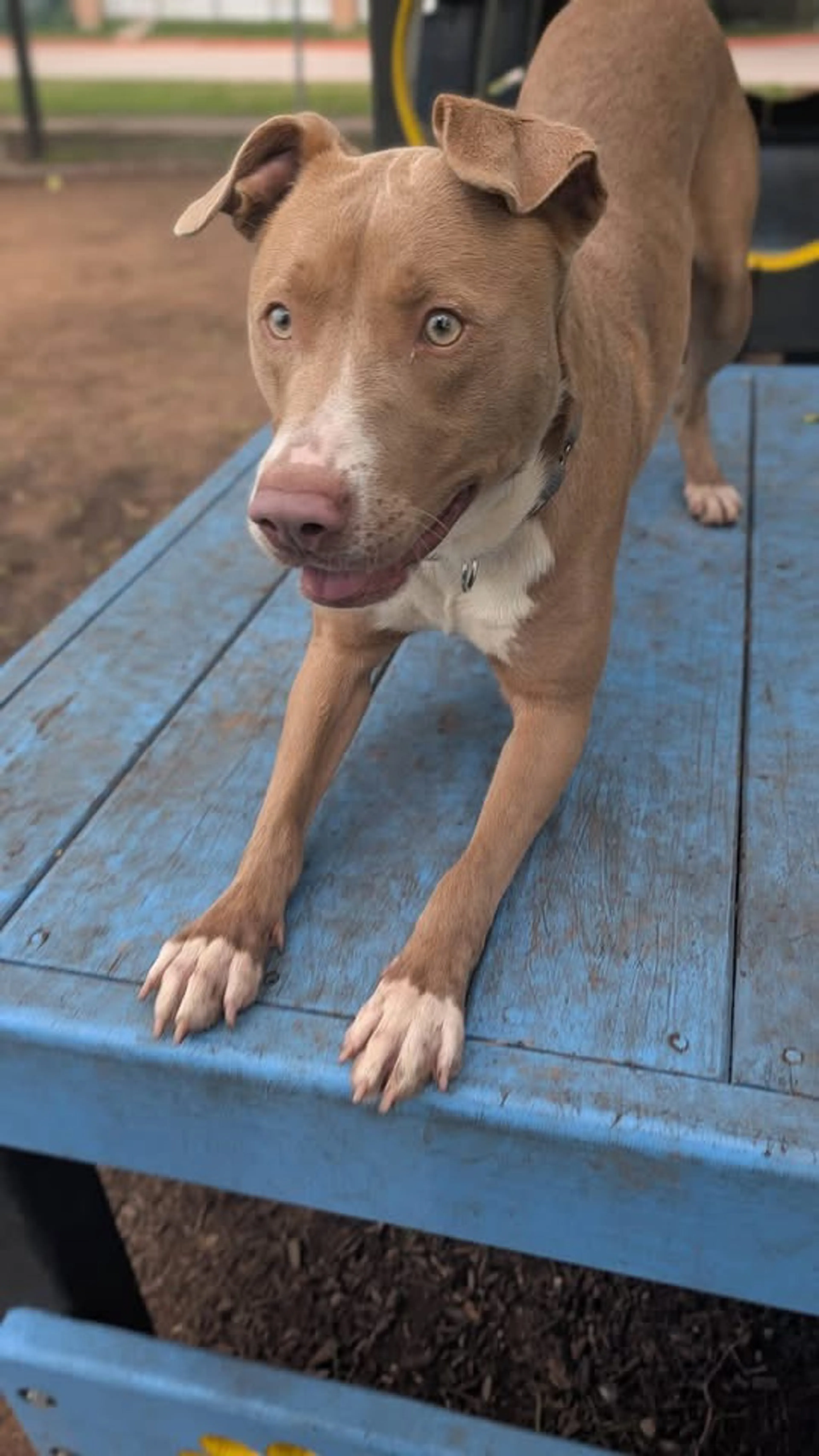 Found pet-10
