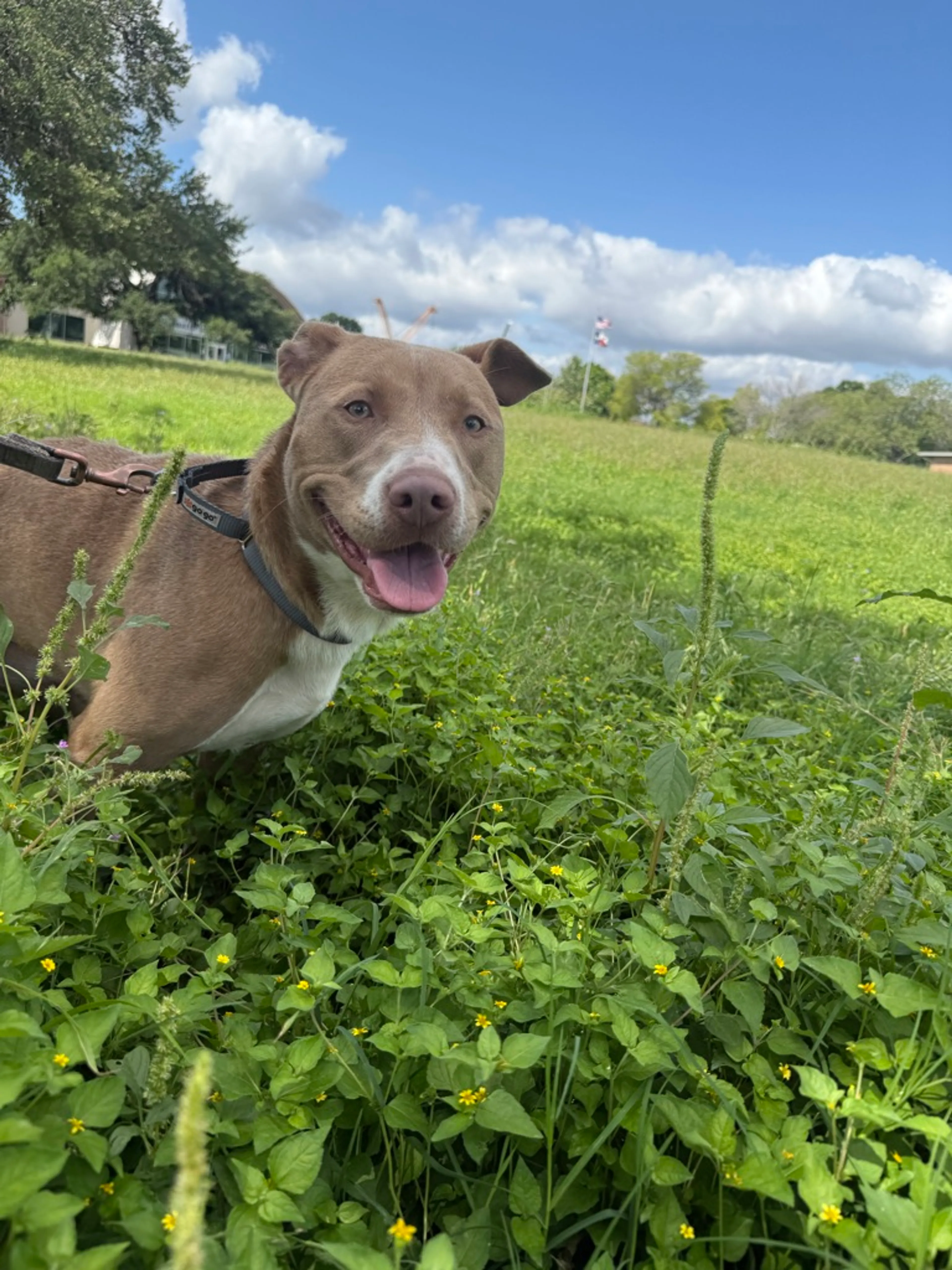 Found pet-3