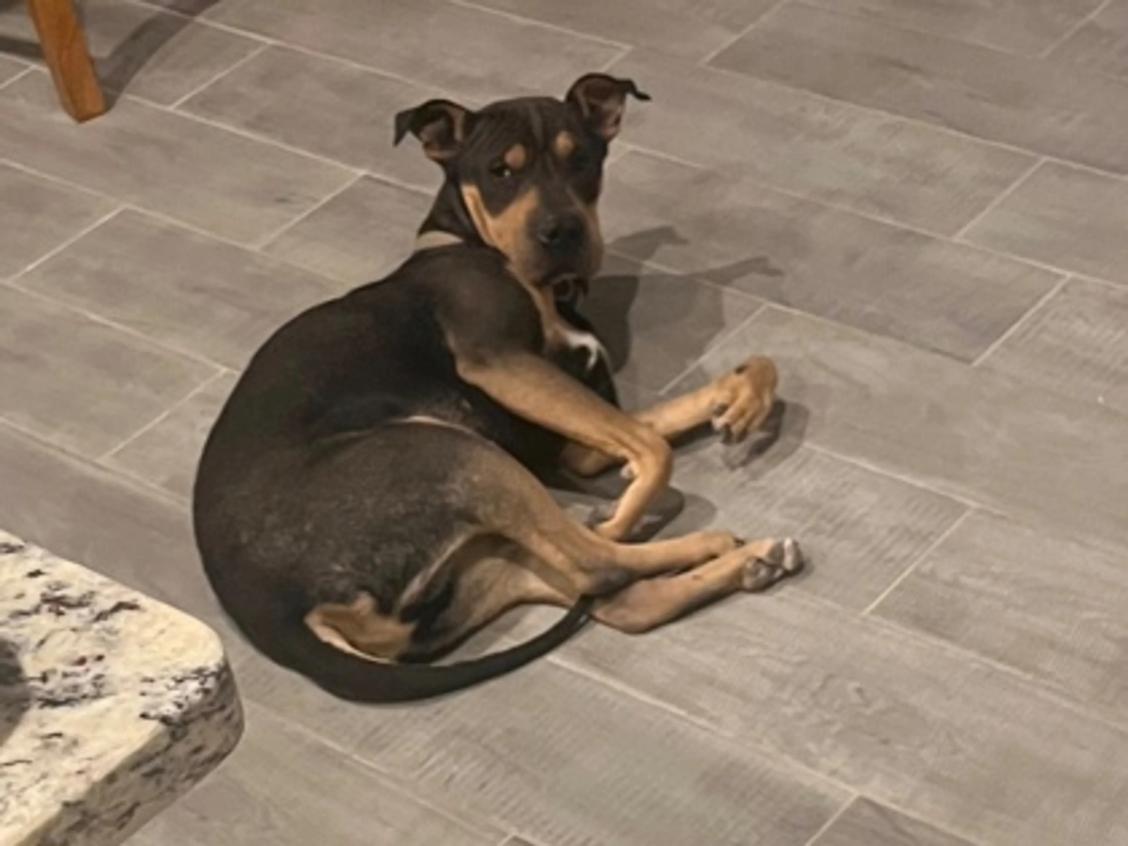 Found pet-1
