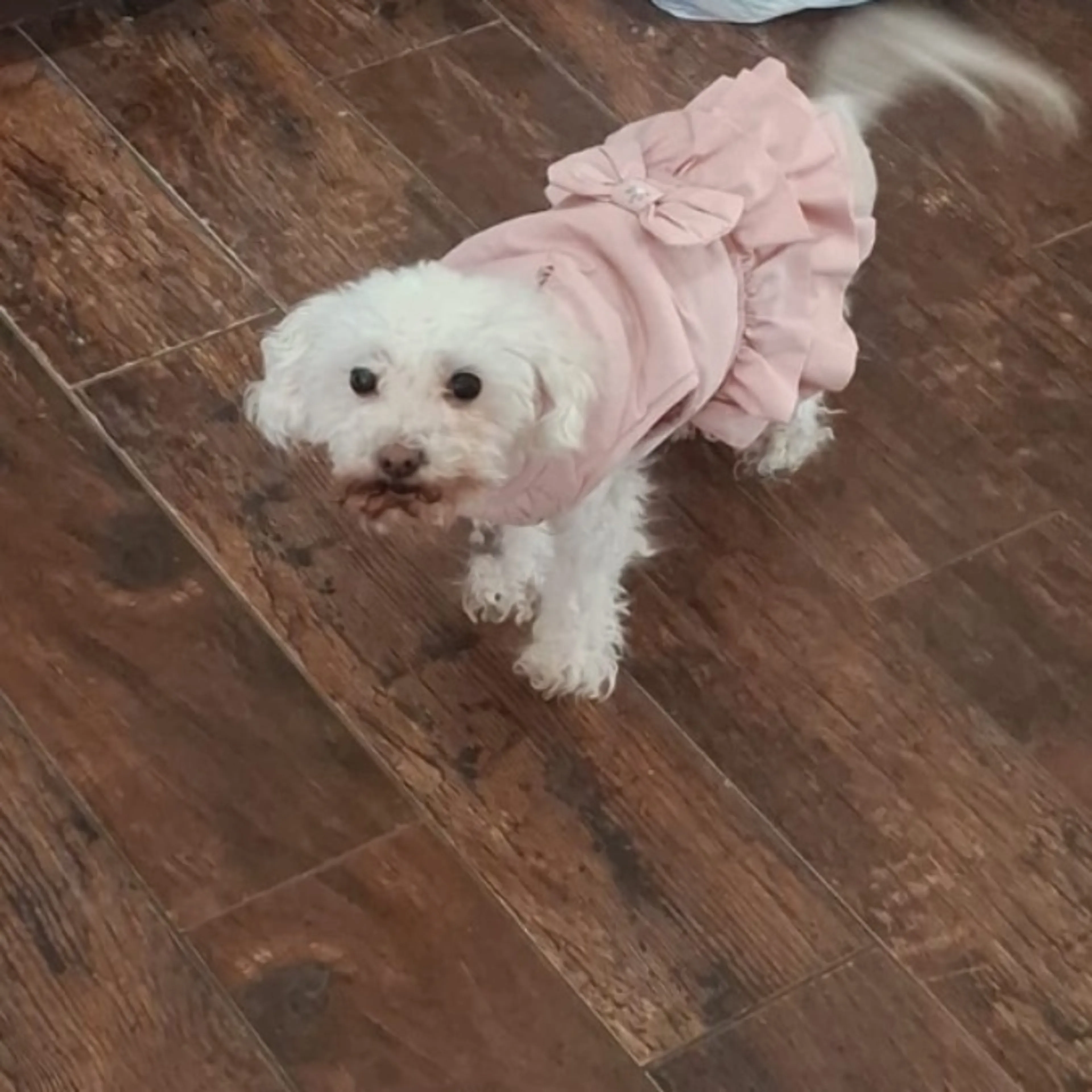 Lost pet