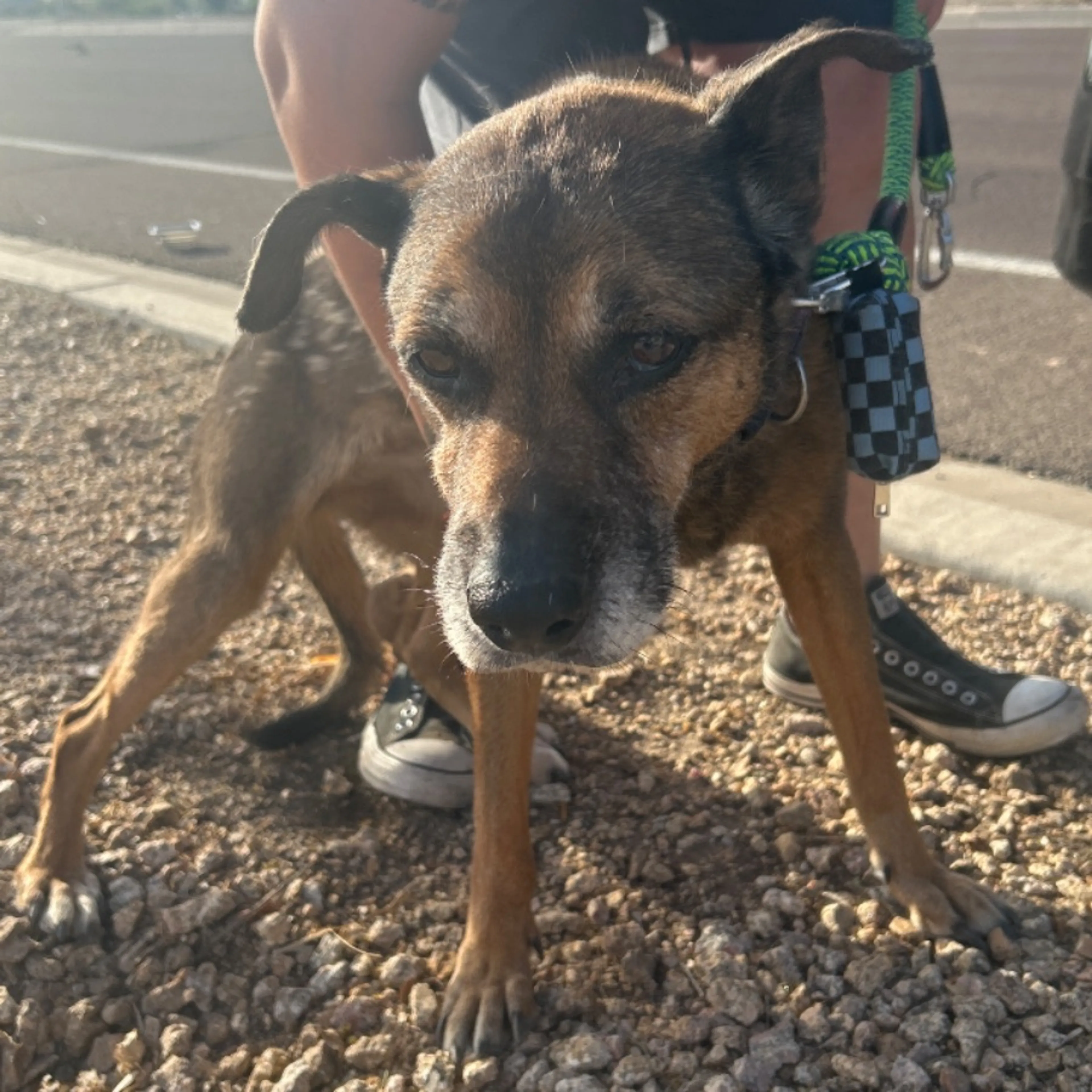 Found pet