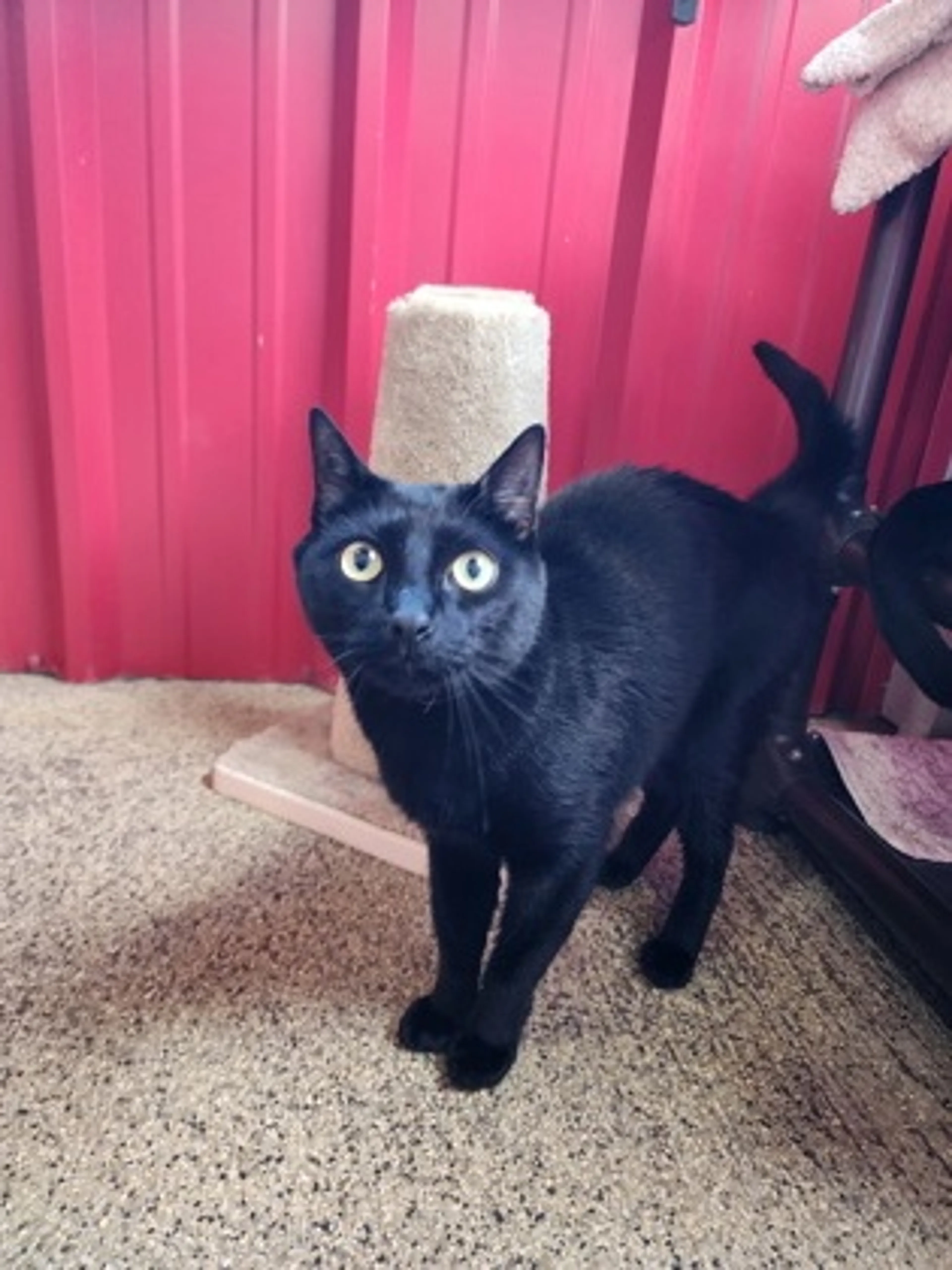 Found pet
