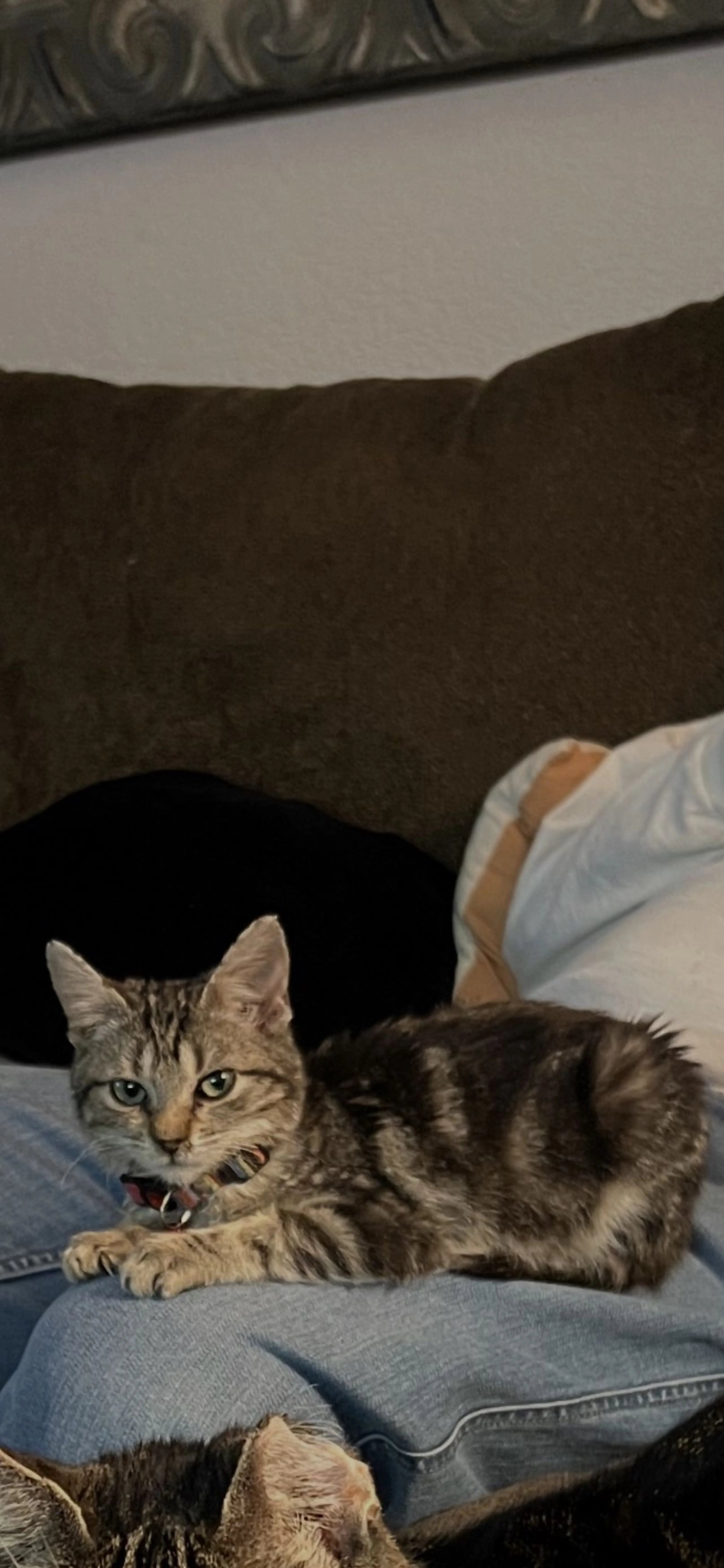 Lost pet