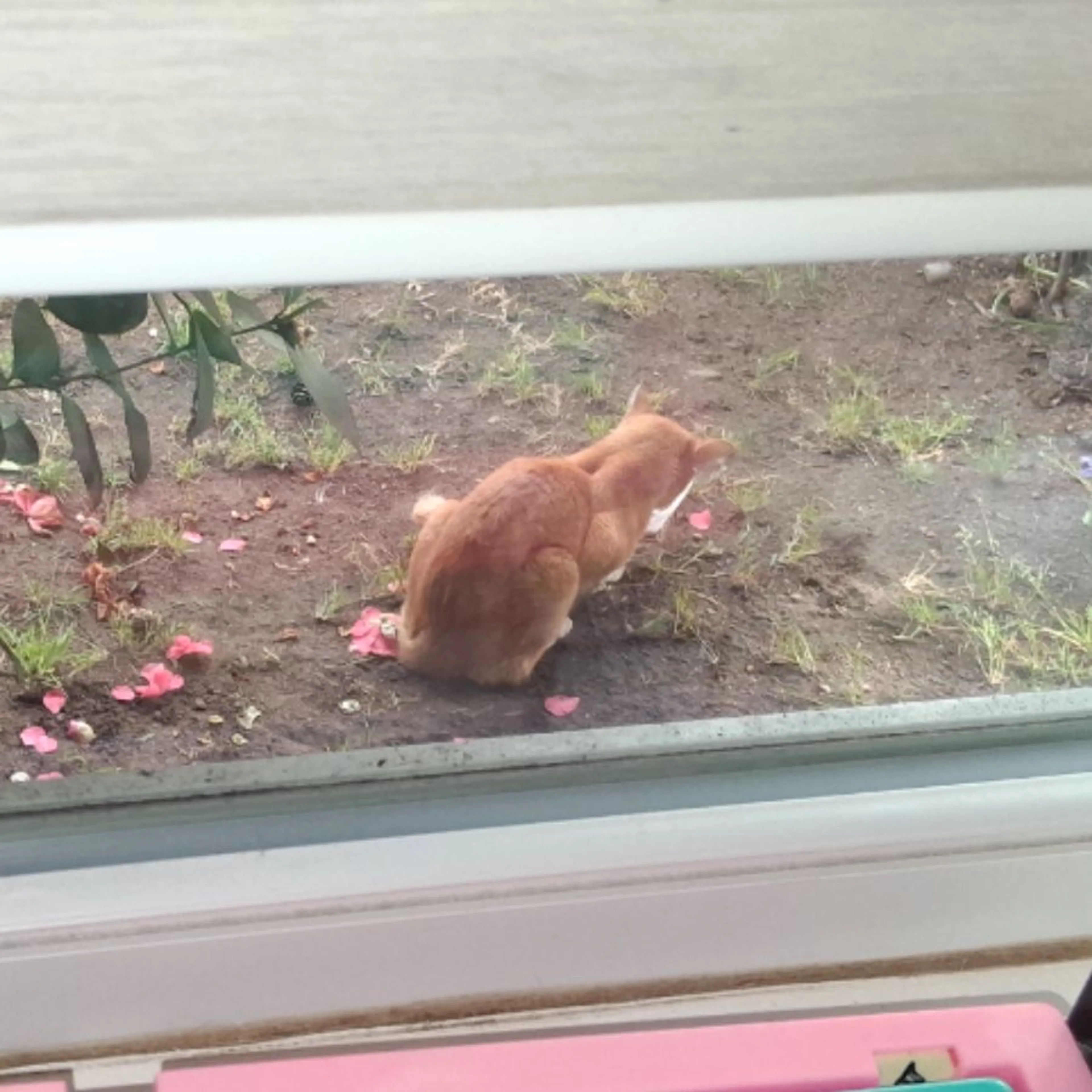 Found pet