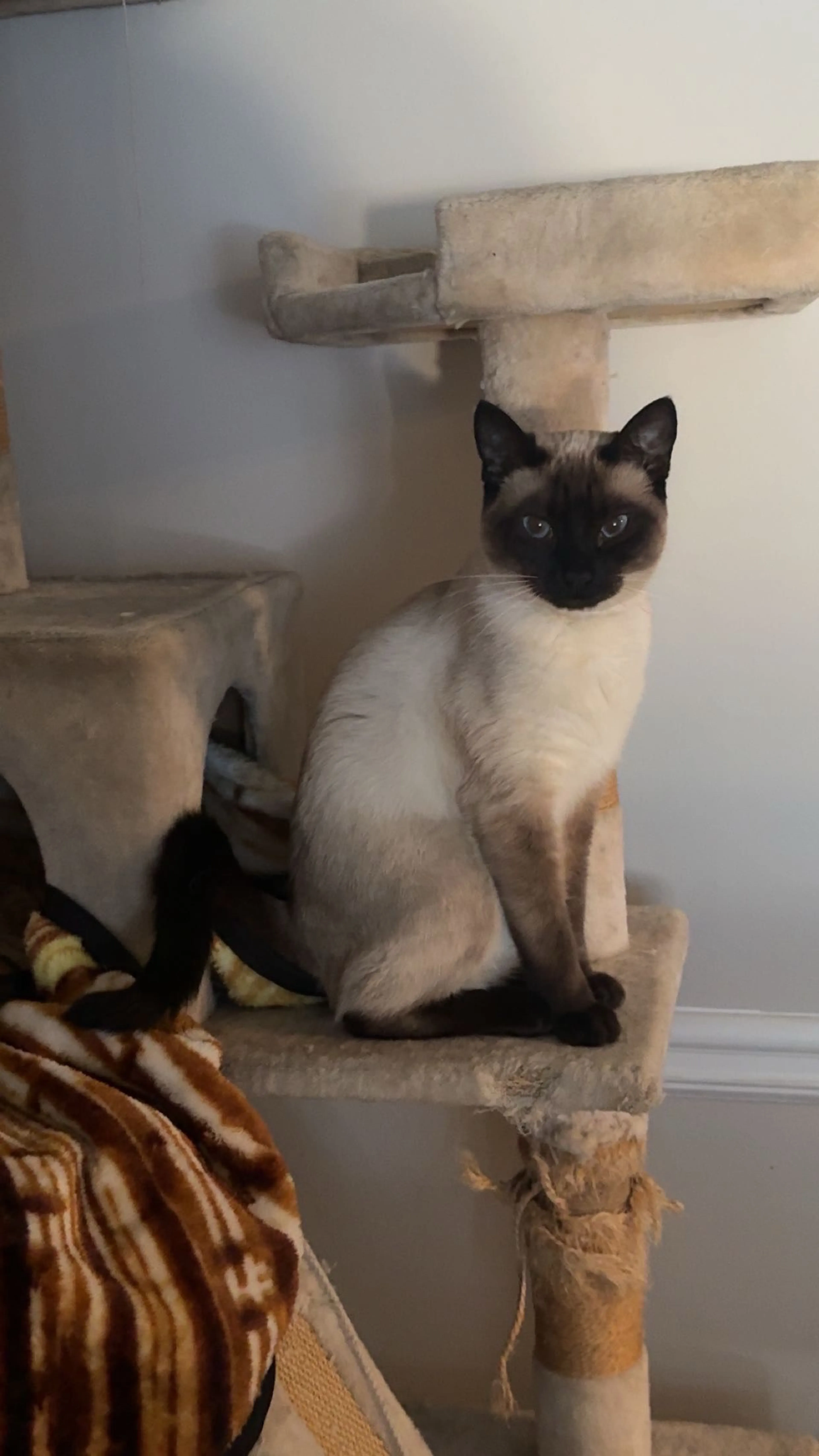 Lost pet-0