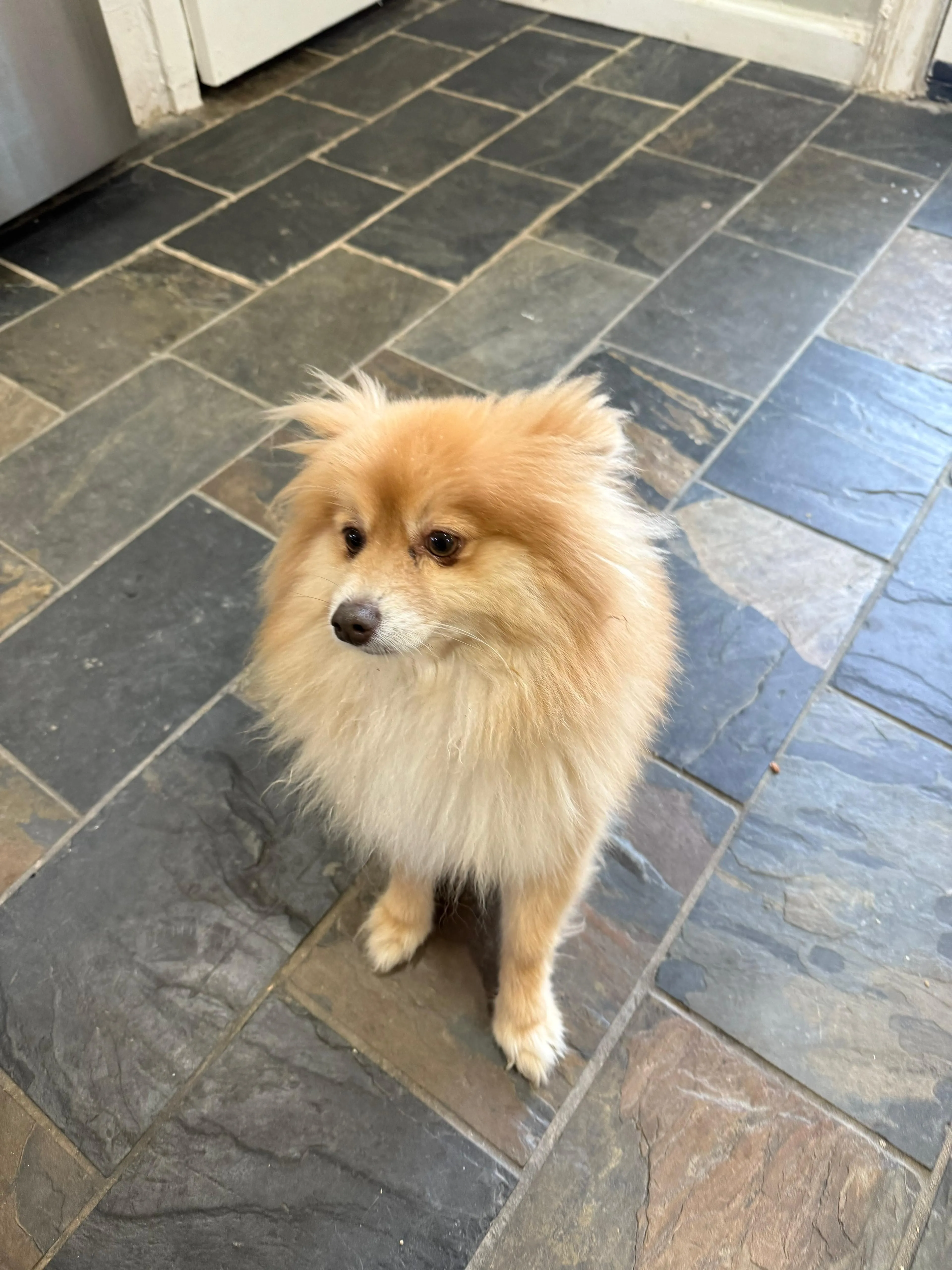 Lost pet