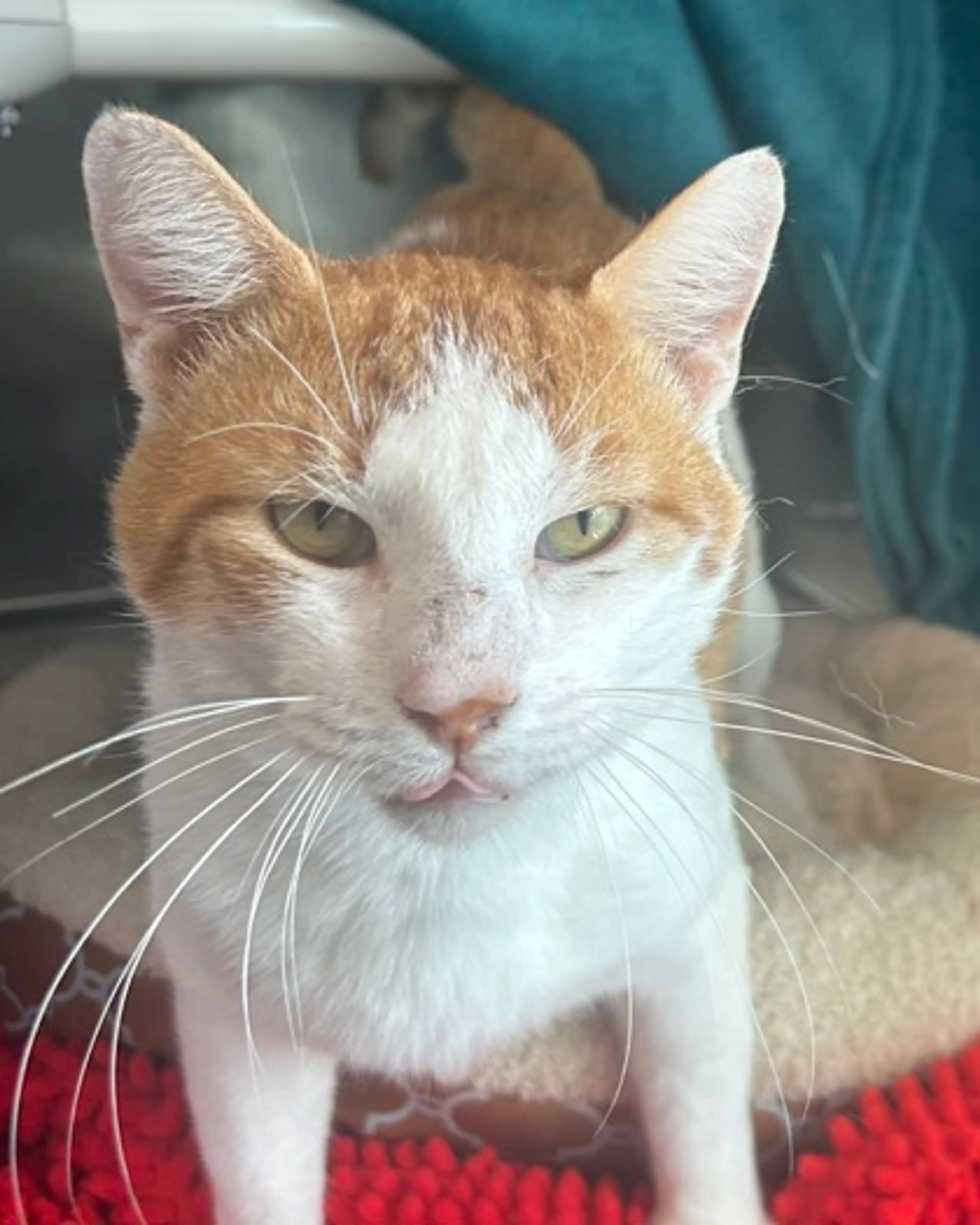 Found pet-1