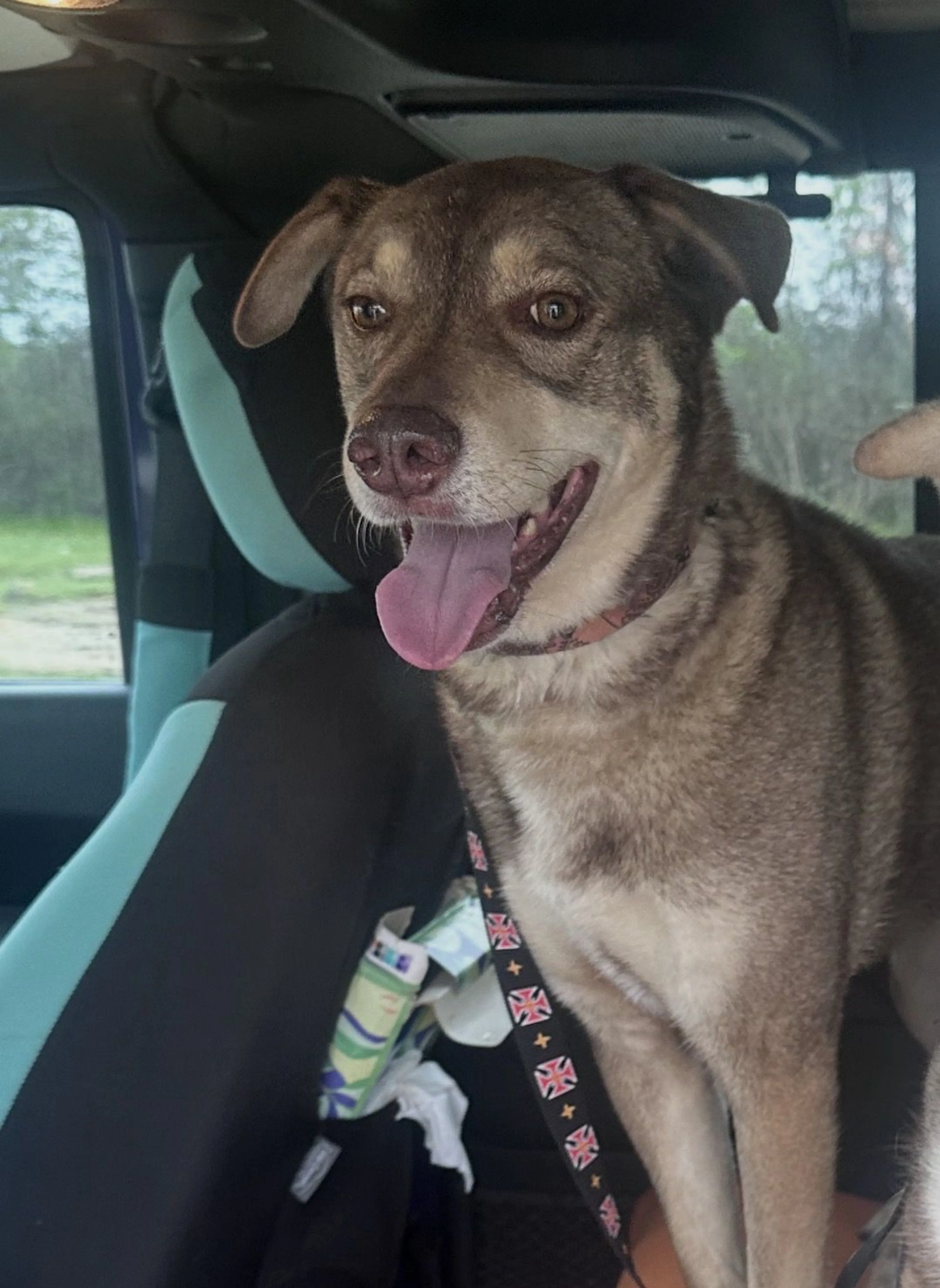Lost pet