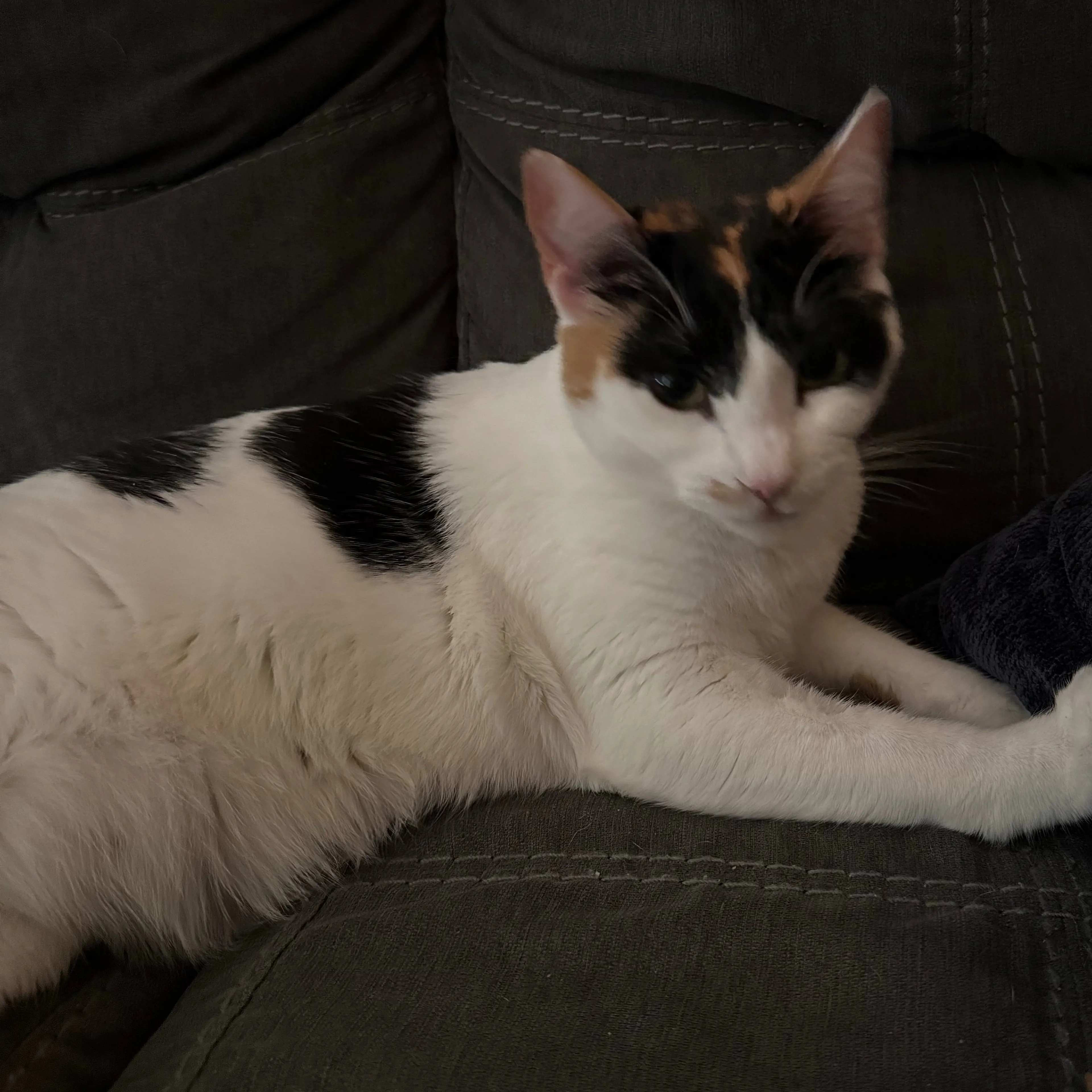 Lost pet-3