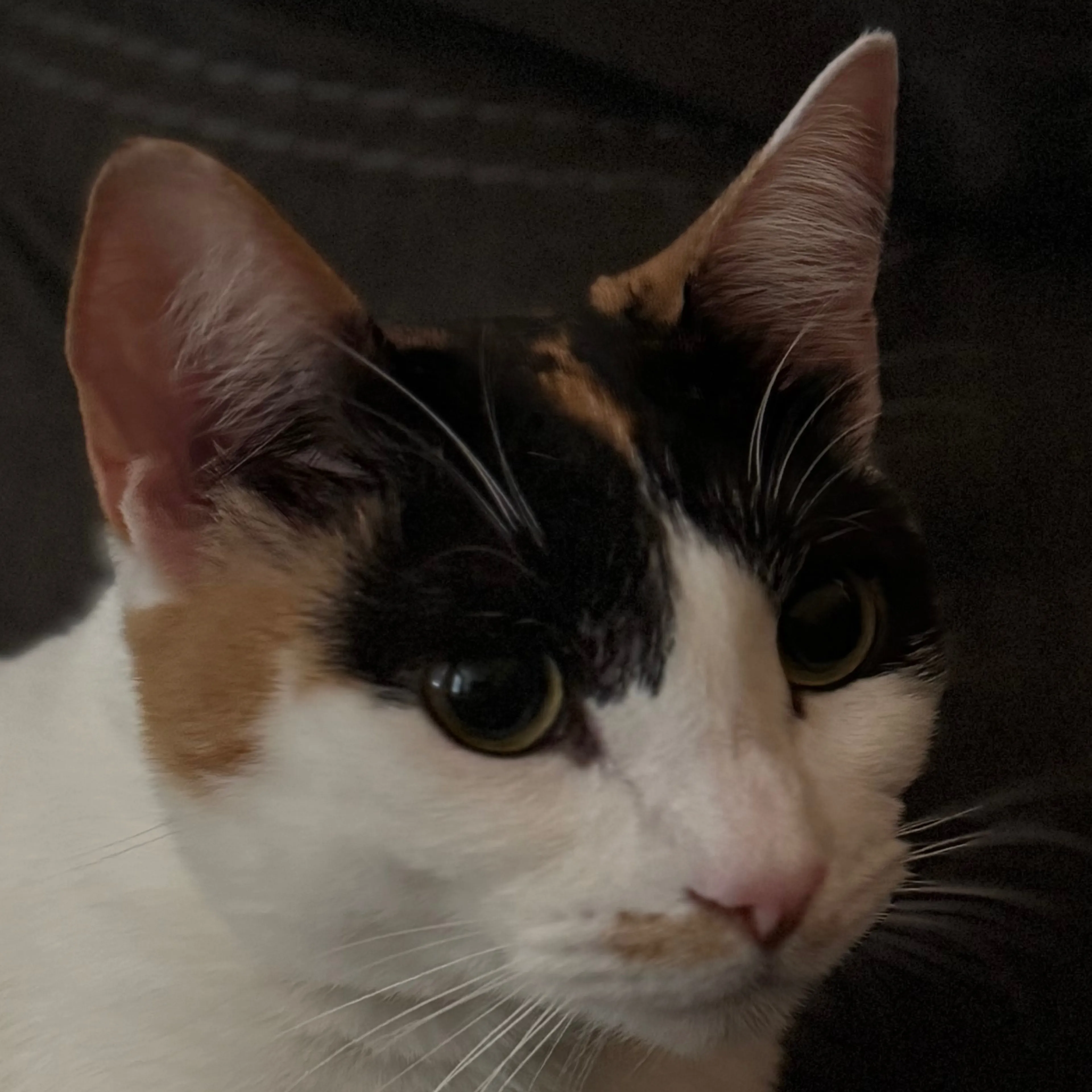 Lost pet-2