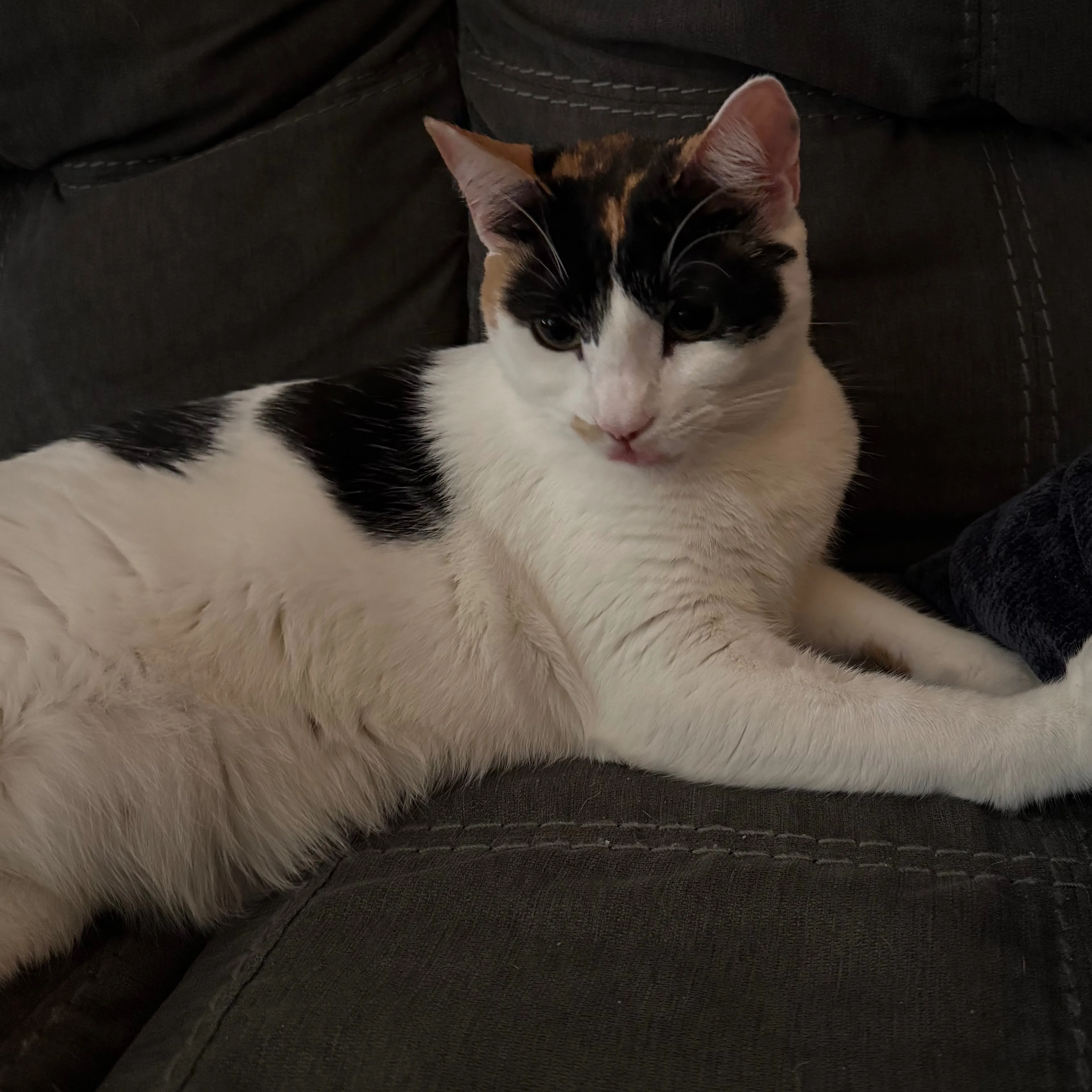 Lost pet-1