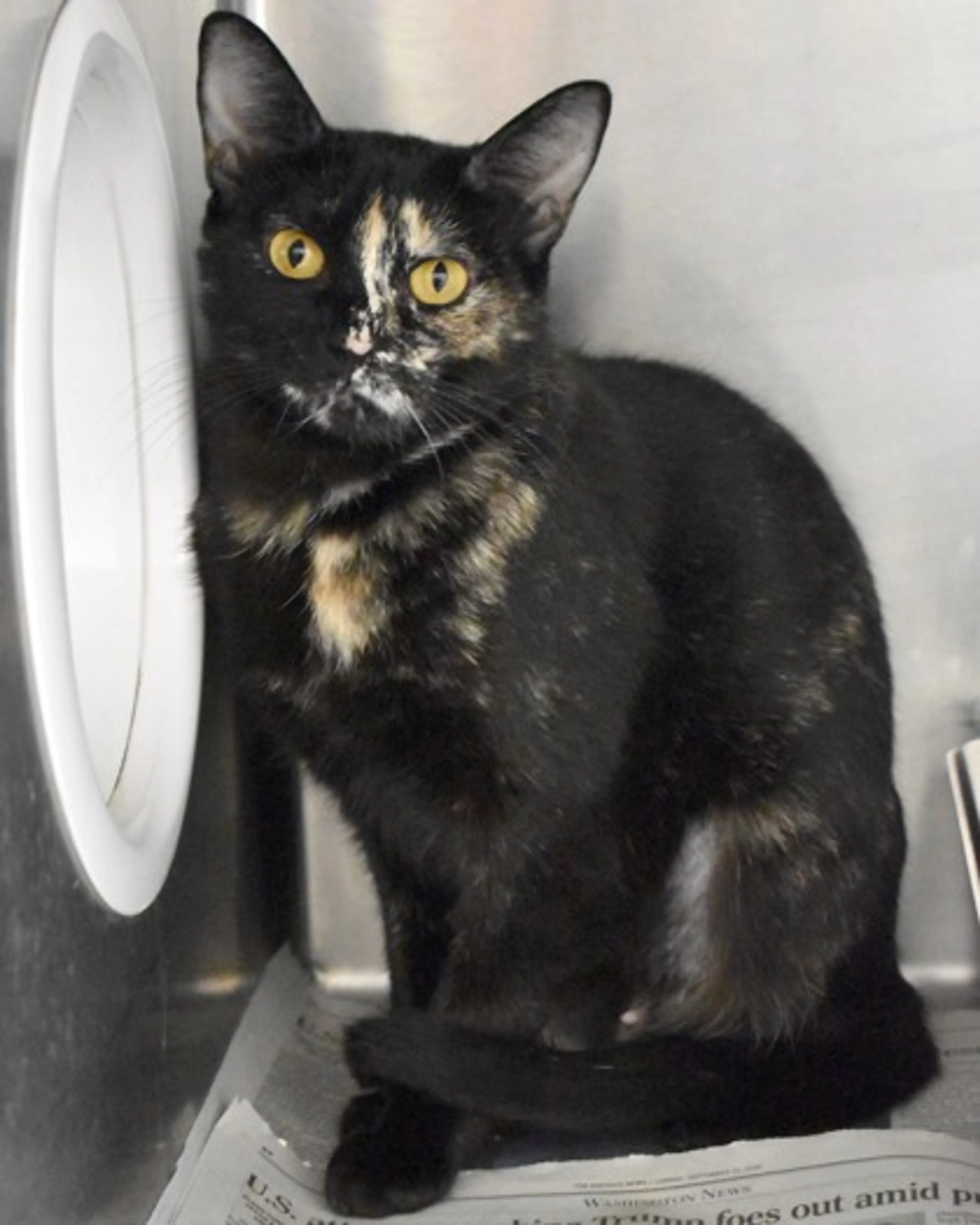 Found pet-1