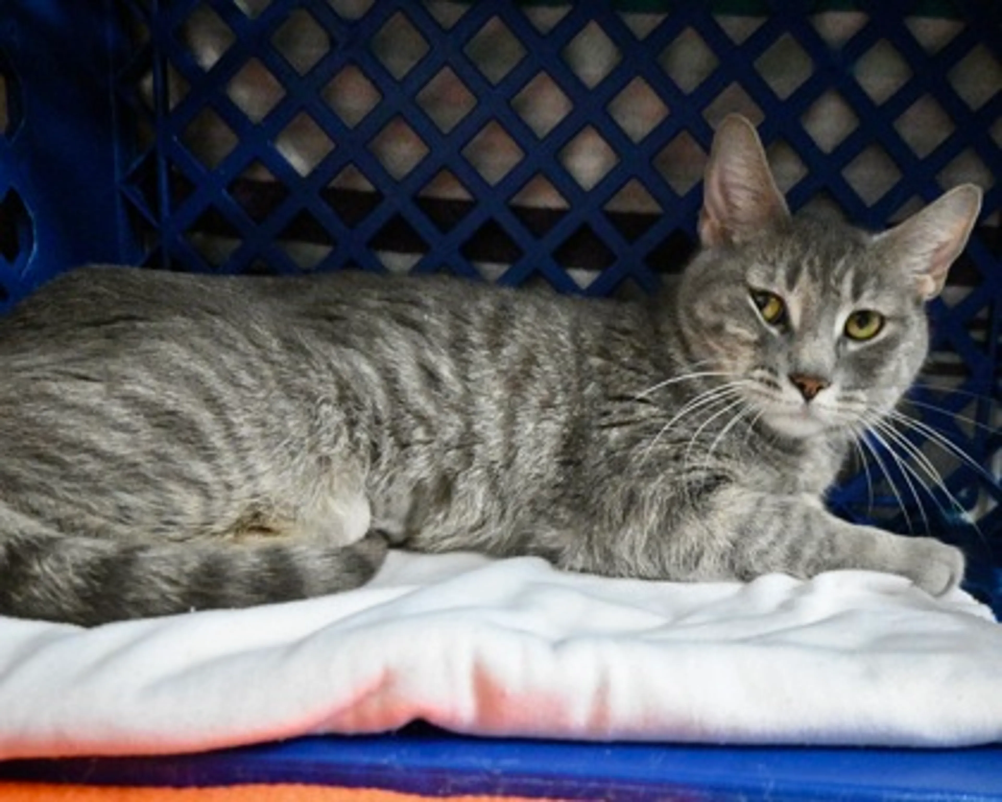 Found pet-1