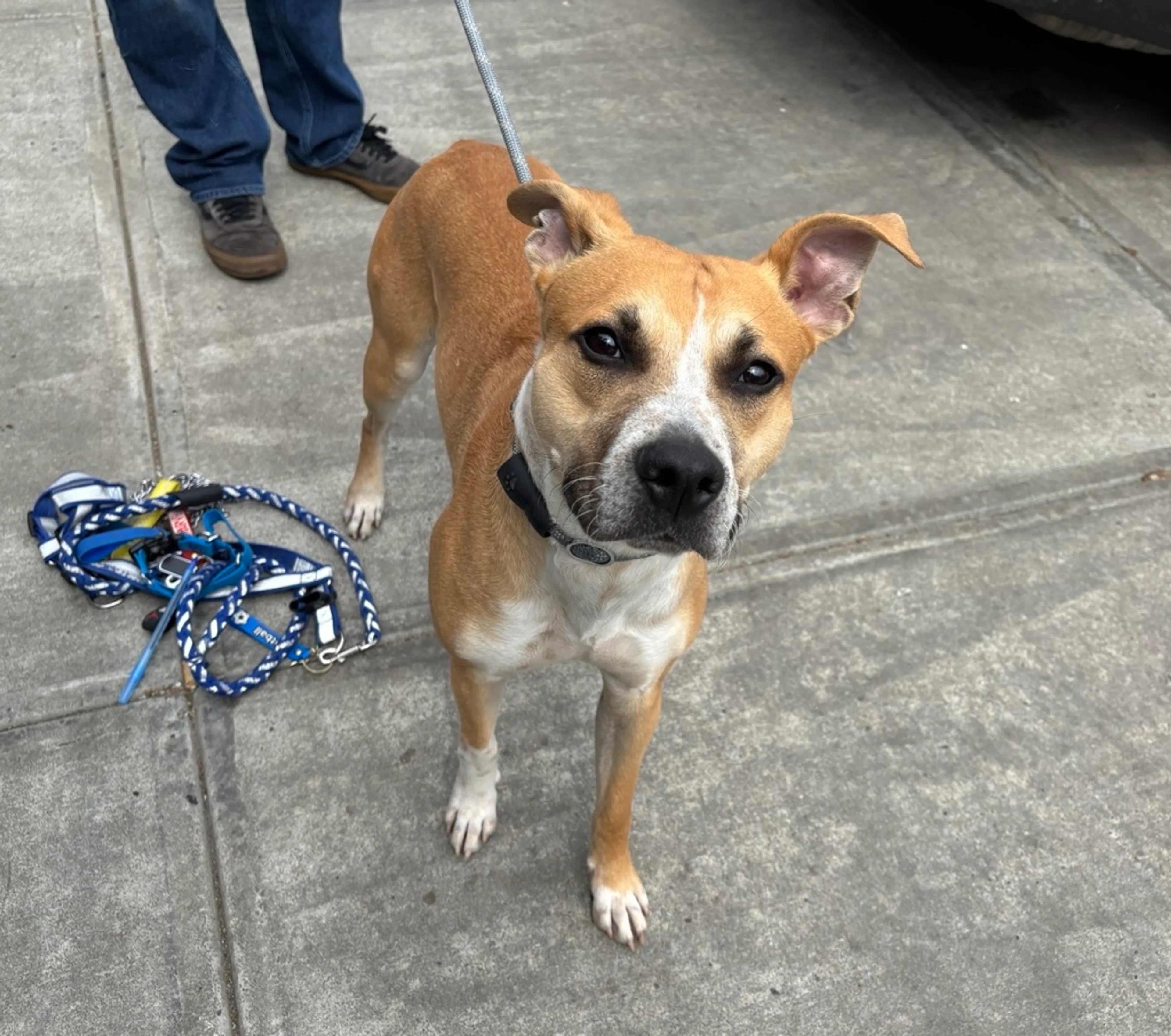 Found pet-1
