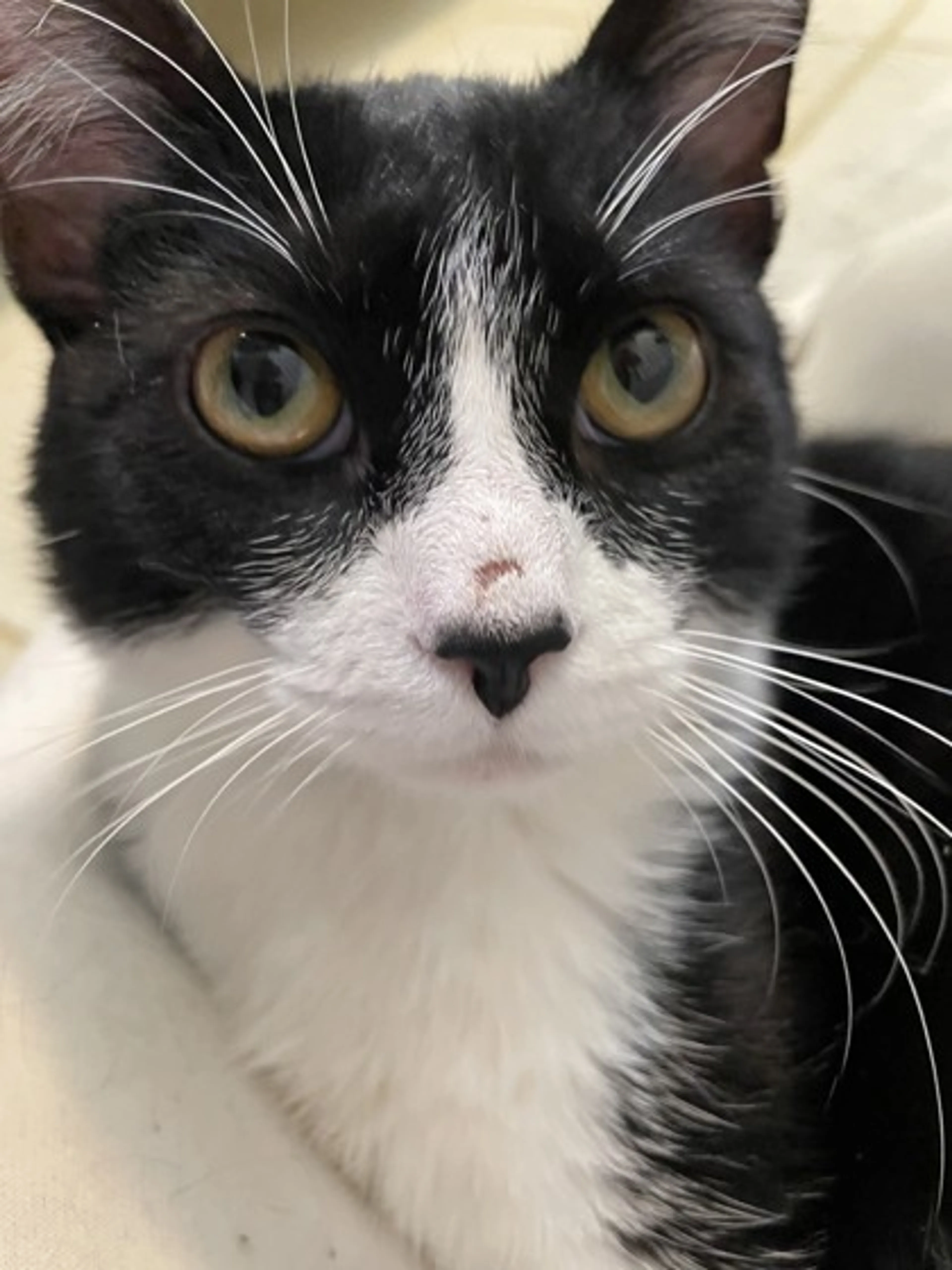 Found pet-1