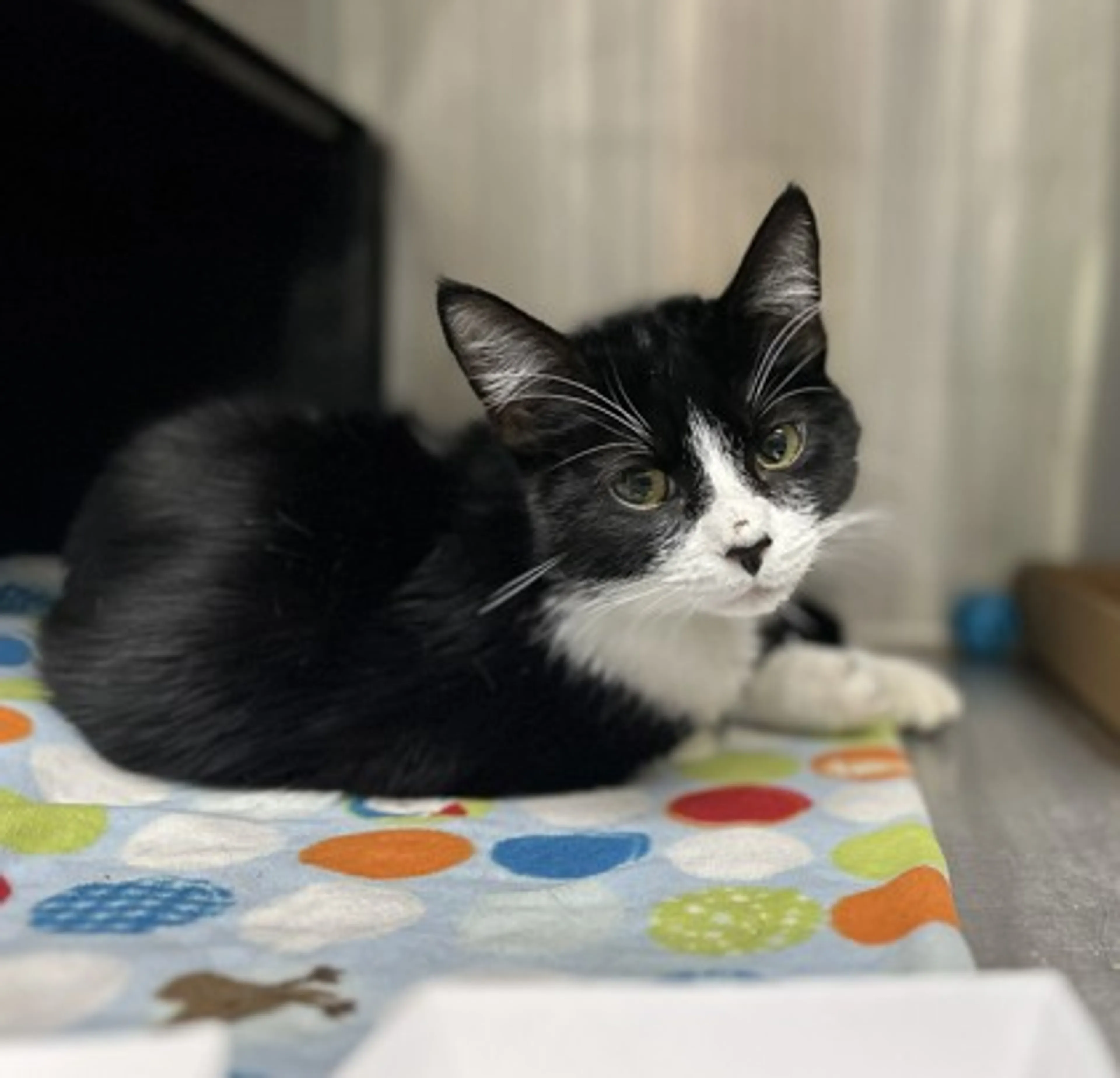 Found pet-2
