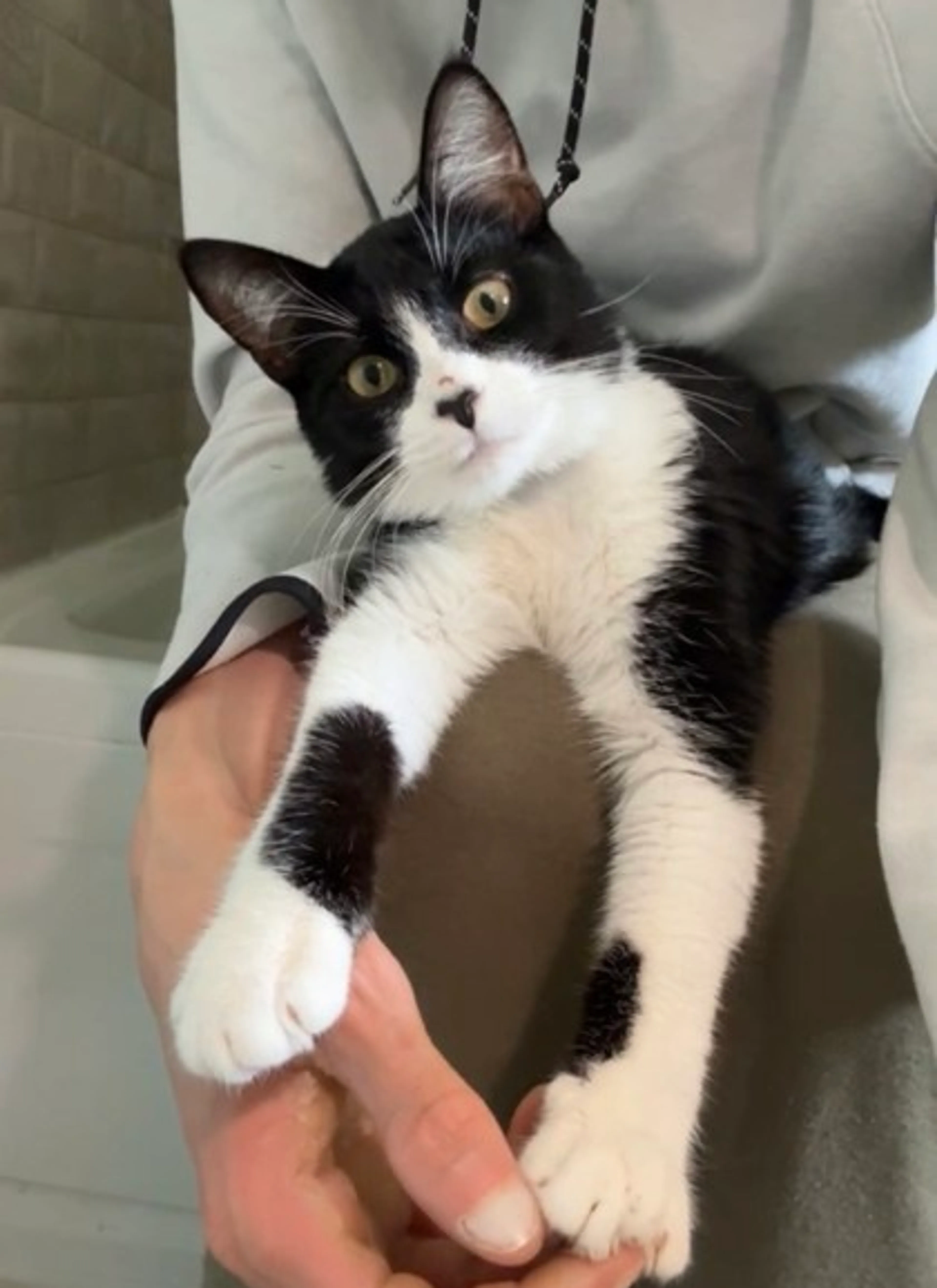 Found pet-0