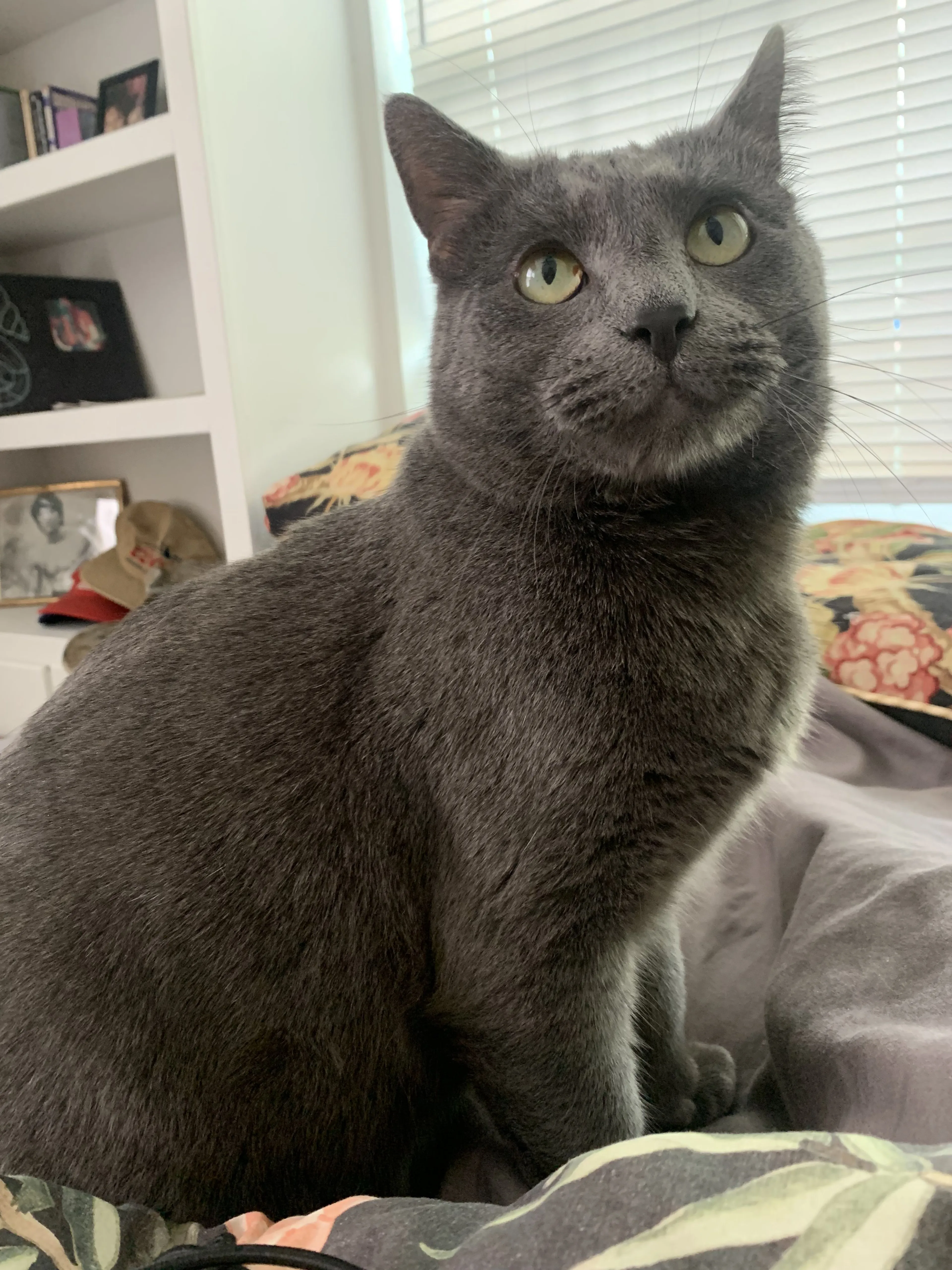Lost pet