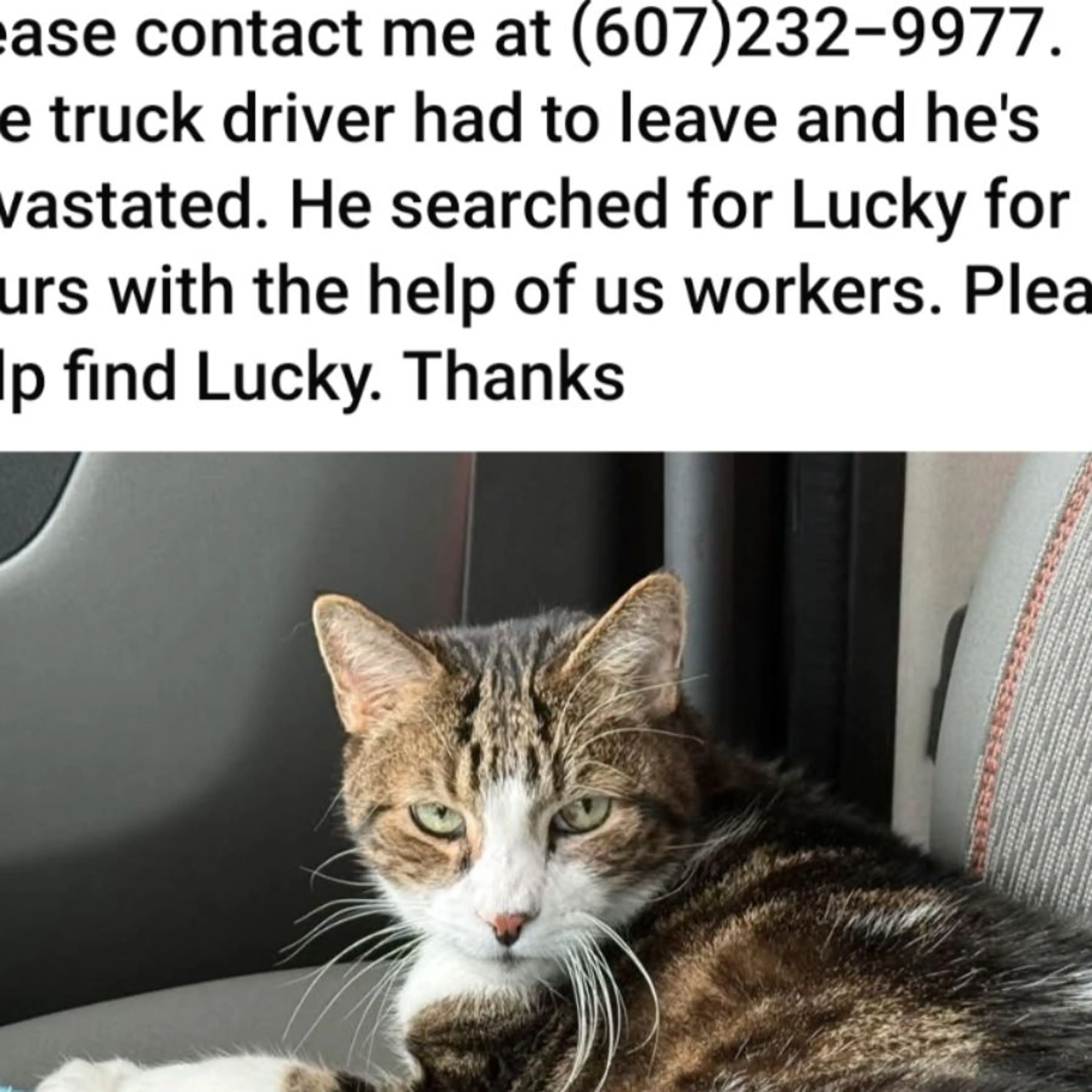 Lost pet