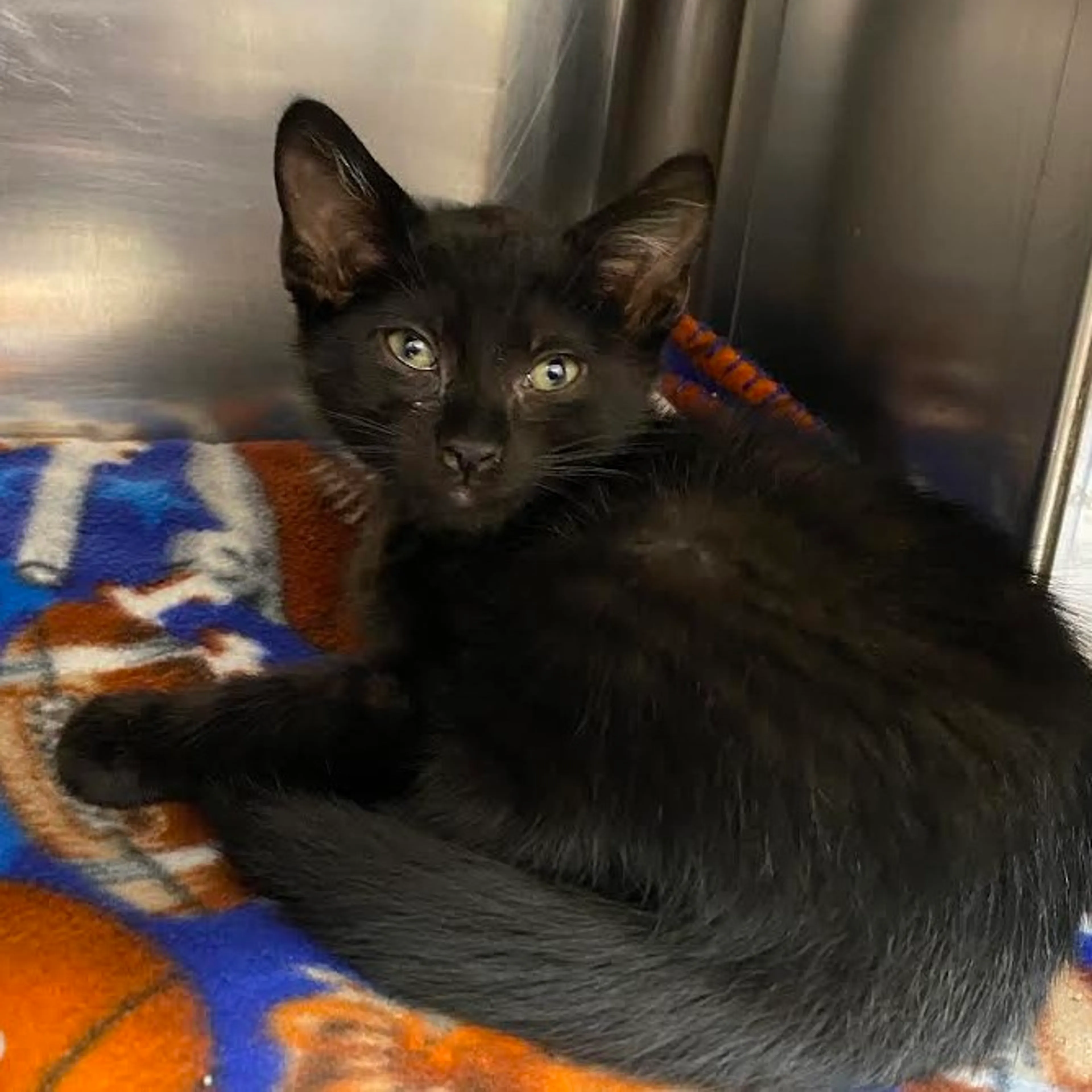 Found pet-1