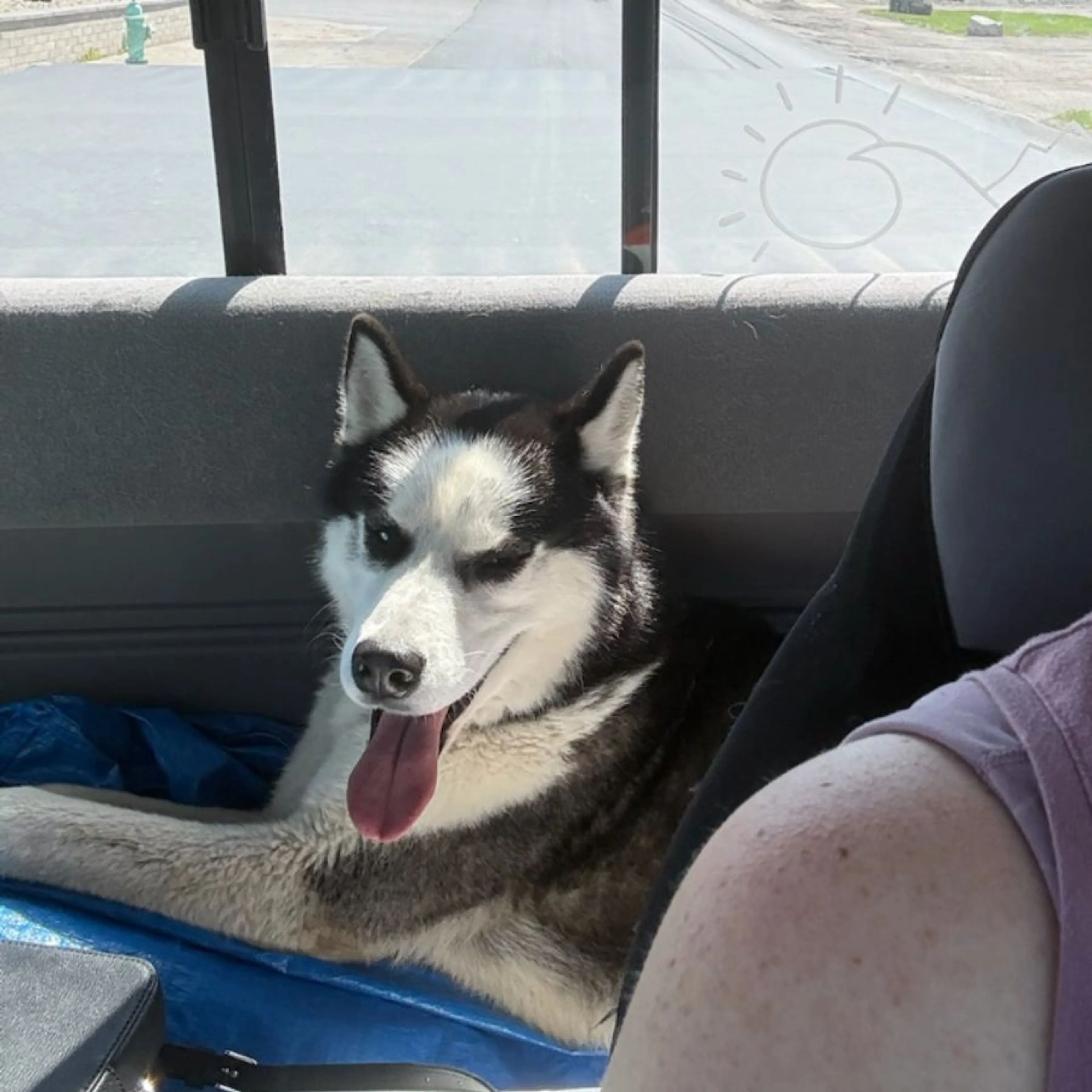 Found pet