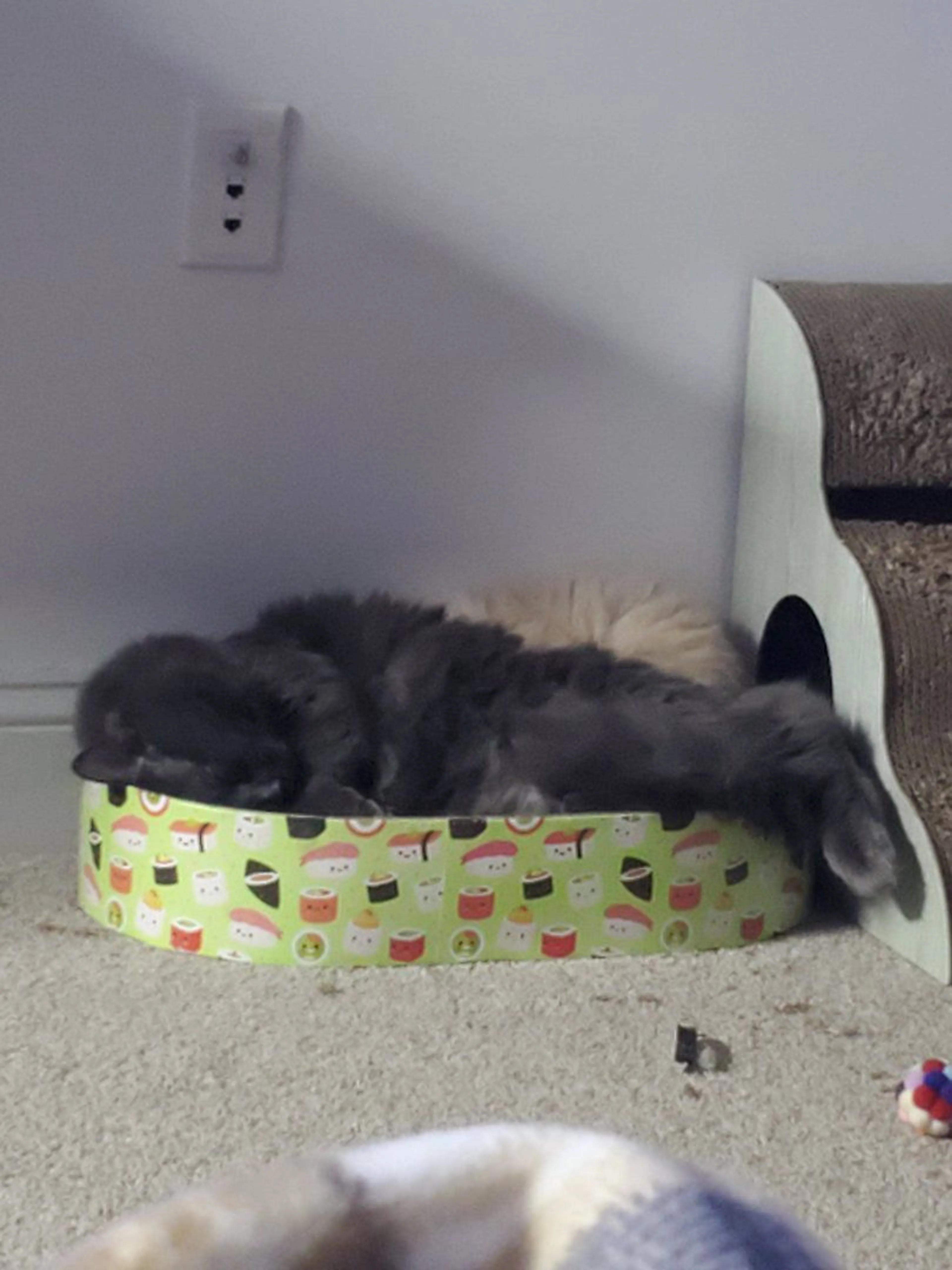 Lost pet-4