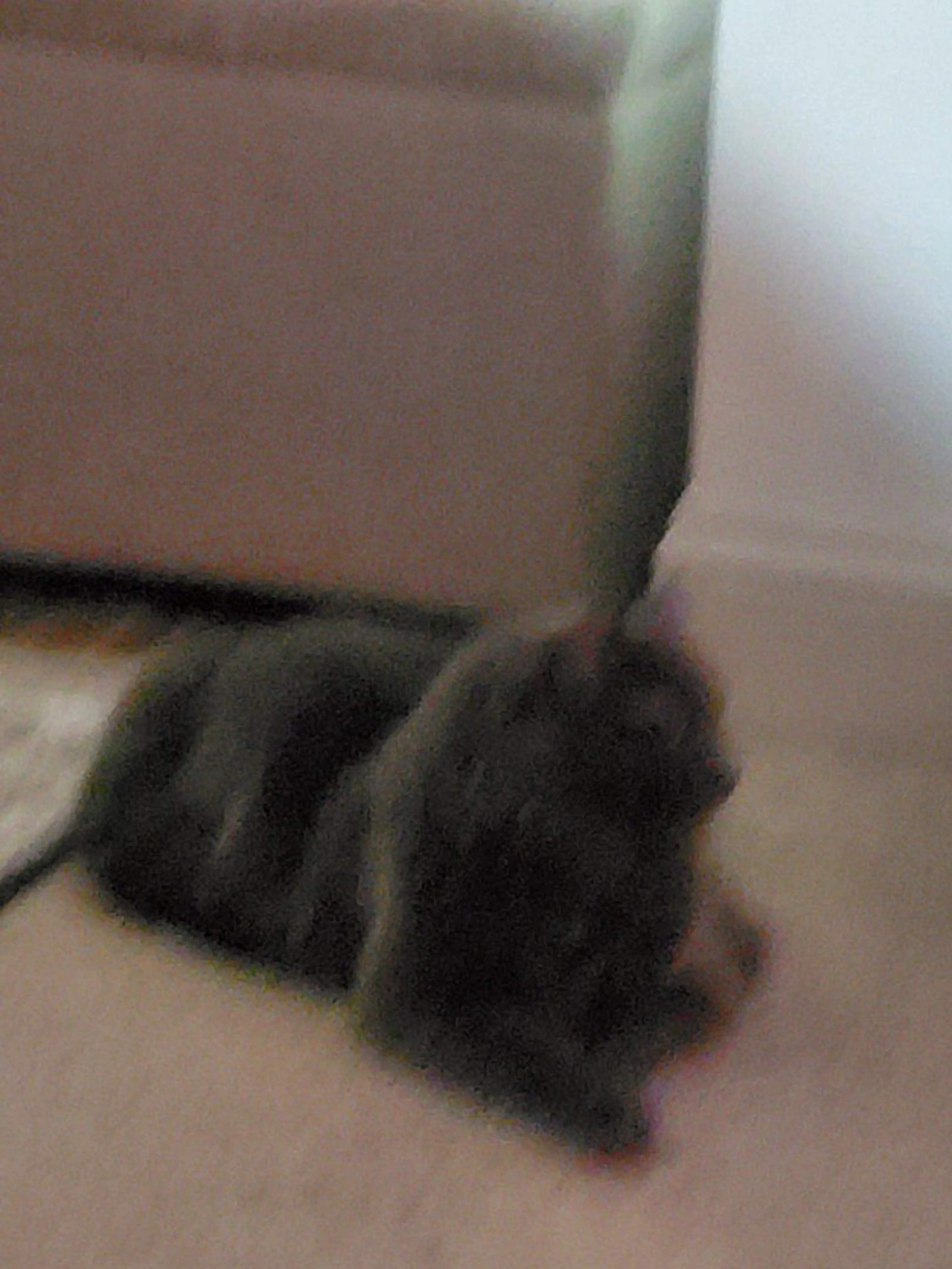 Lost pet-1