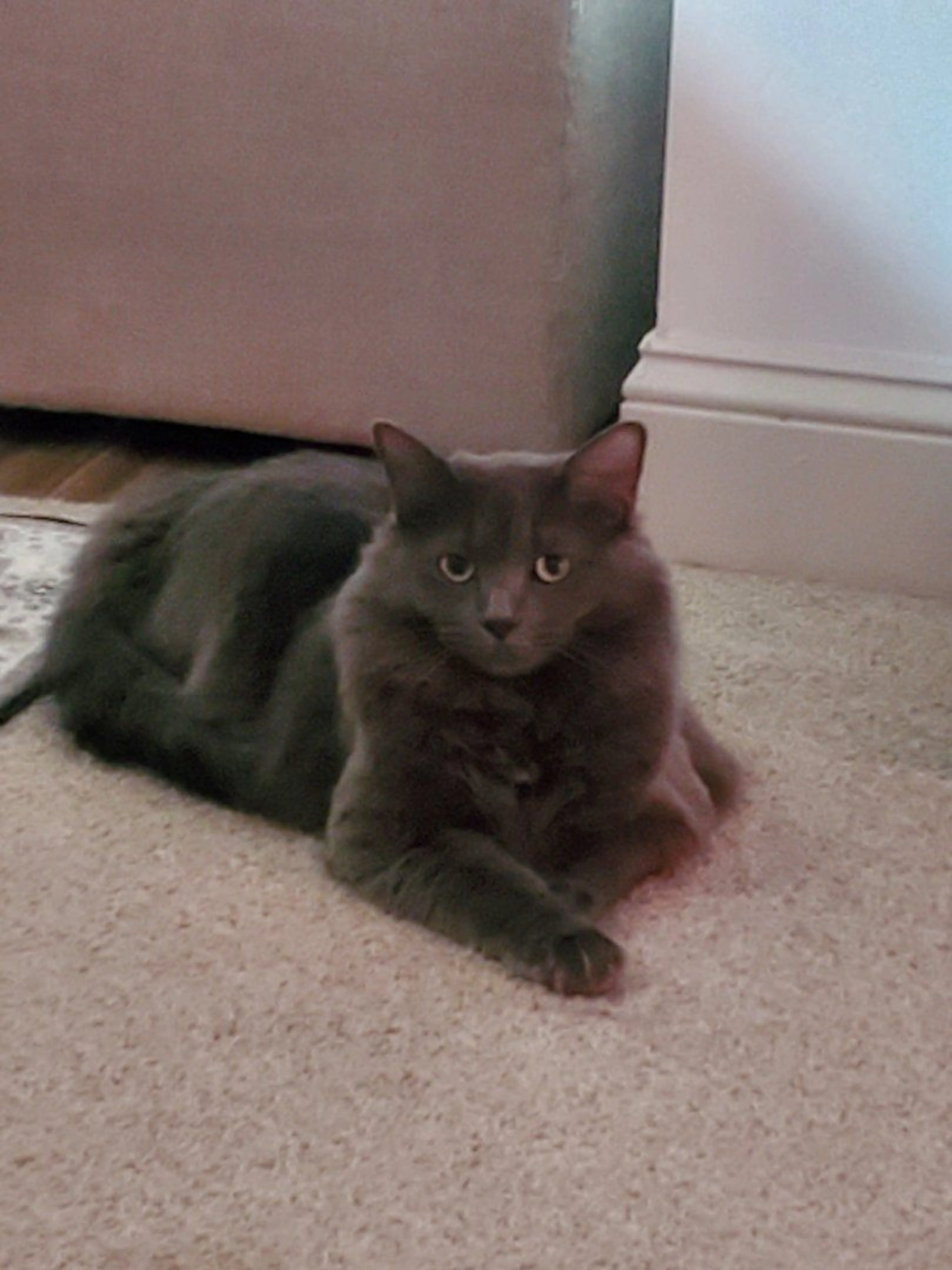 Lost pet-0