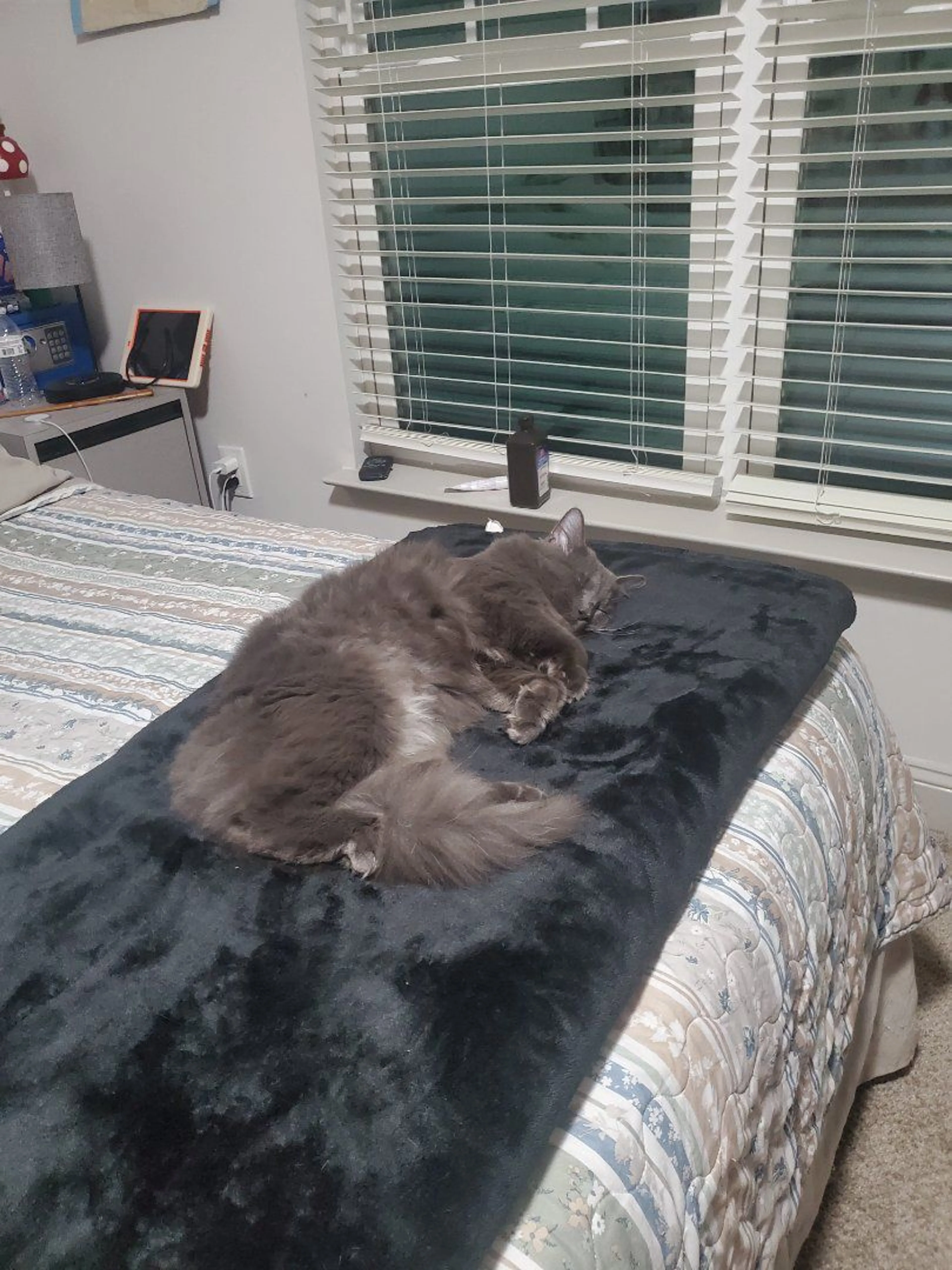 Lost pet-3
