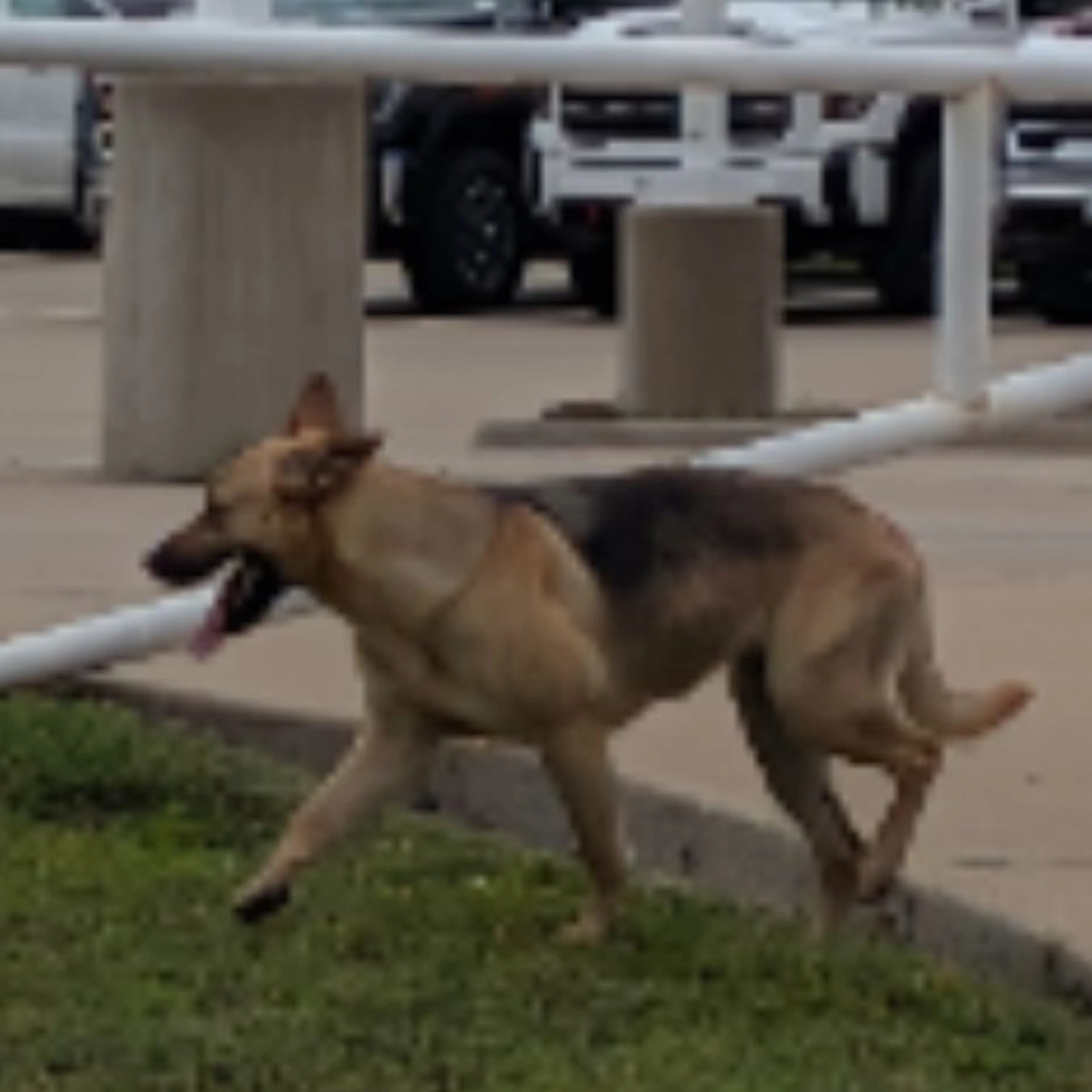 Found pet